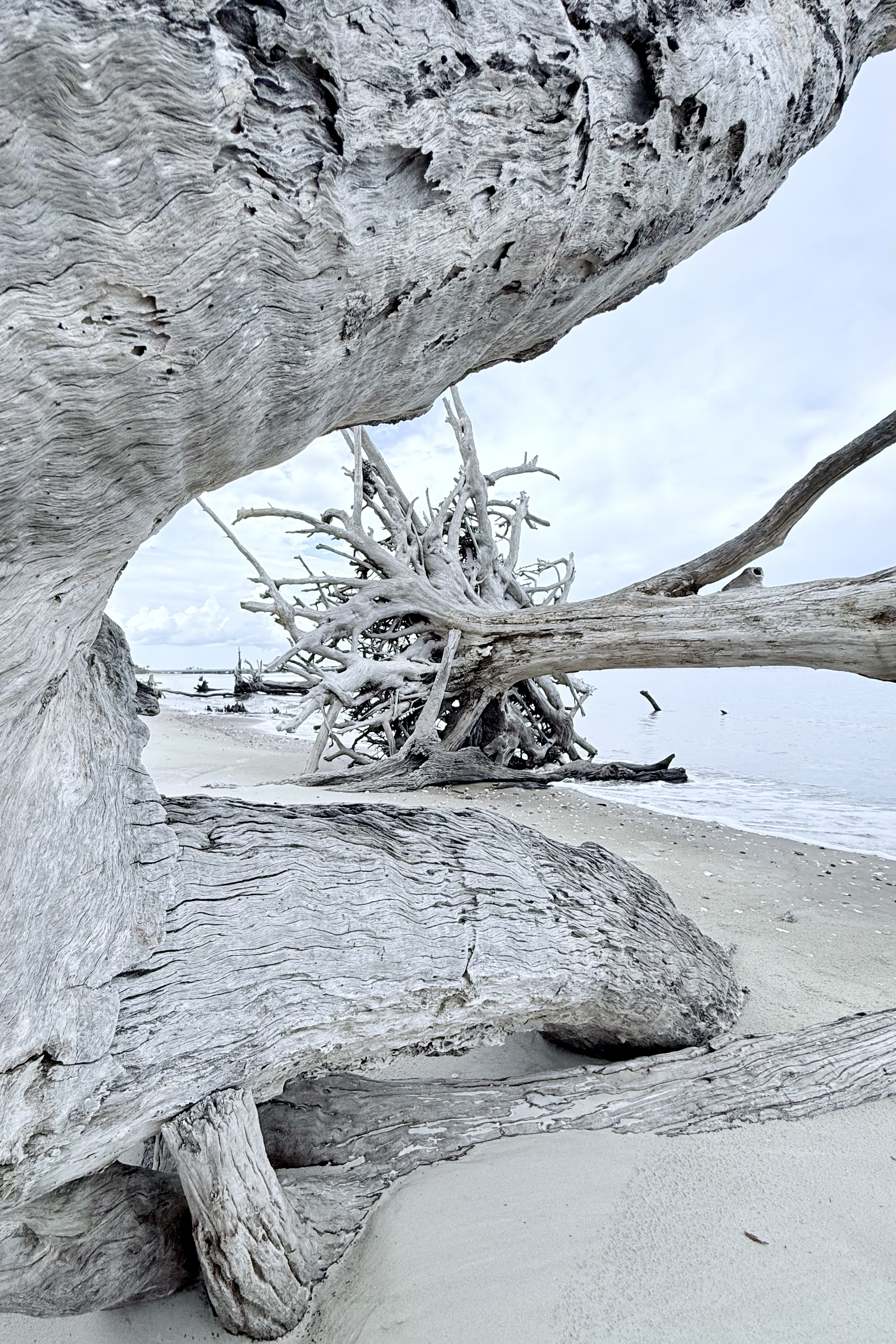 "A 'Bite' of Driftwood," Boneyard Beach, Big Talbot Island State Park, Florida