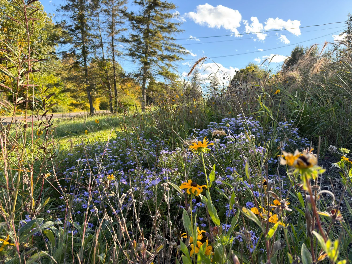 Drumlin House, meadow planting in bloom, photograph by tami banh