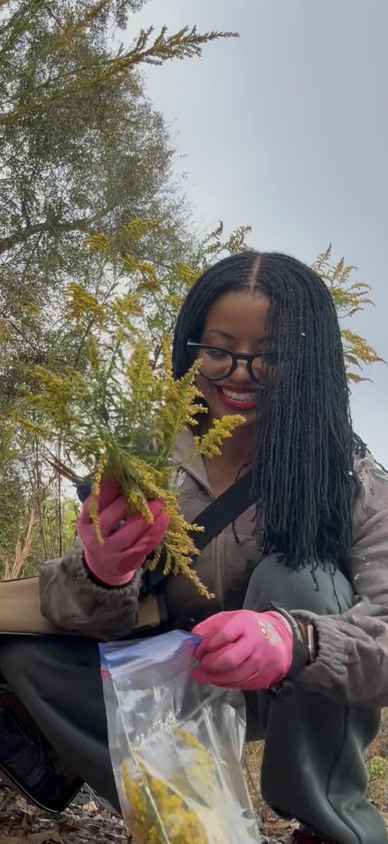 Goldenrod: The Sunshine Herb for Inflammation, Immunity, and Flow