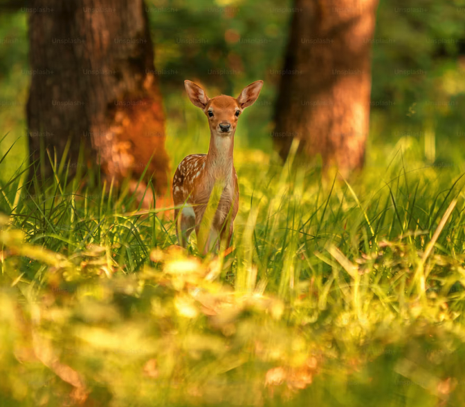 The Fawn.png