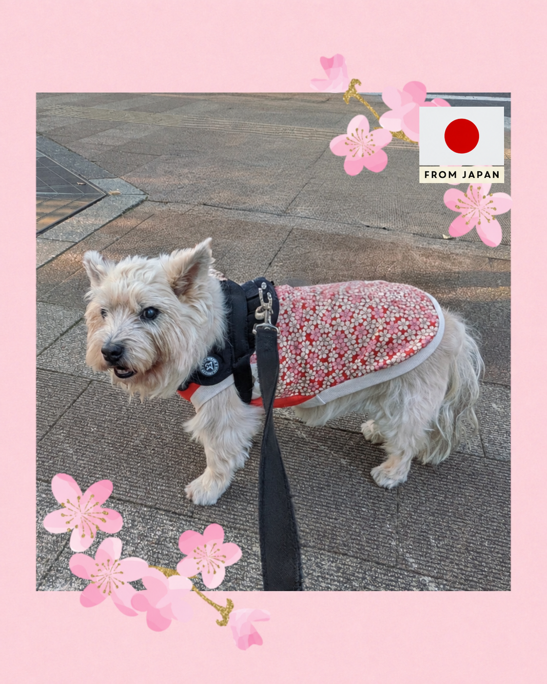Dog &amp; Families Clothing By CAPITO KNIT