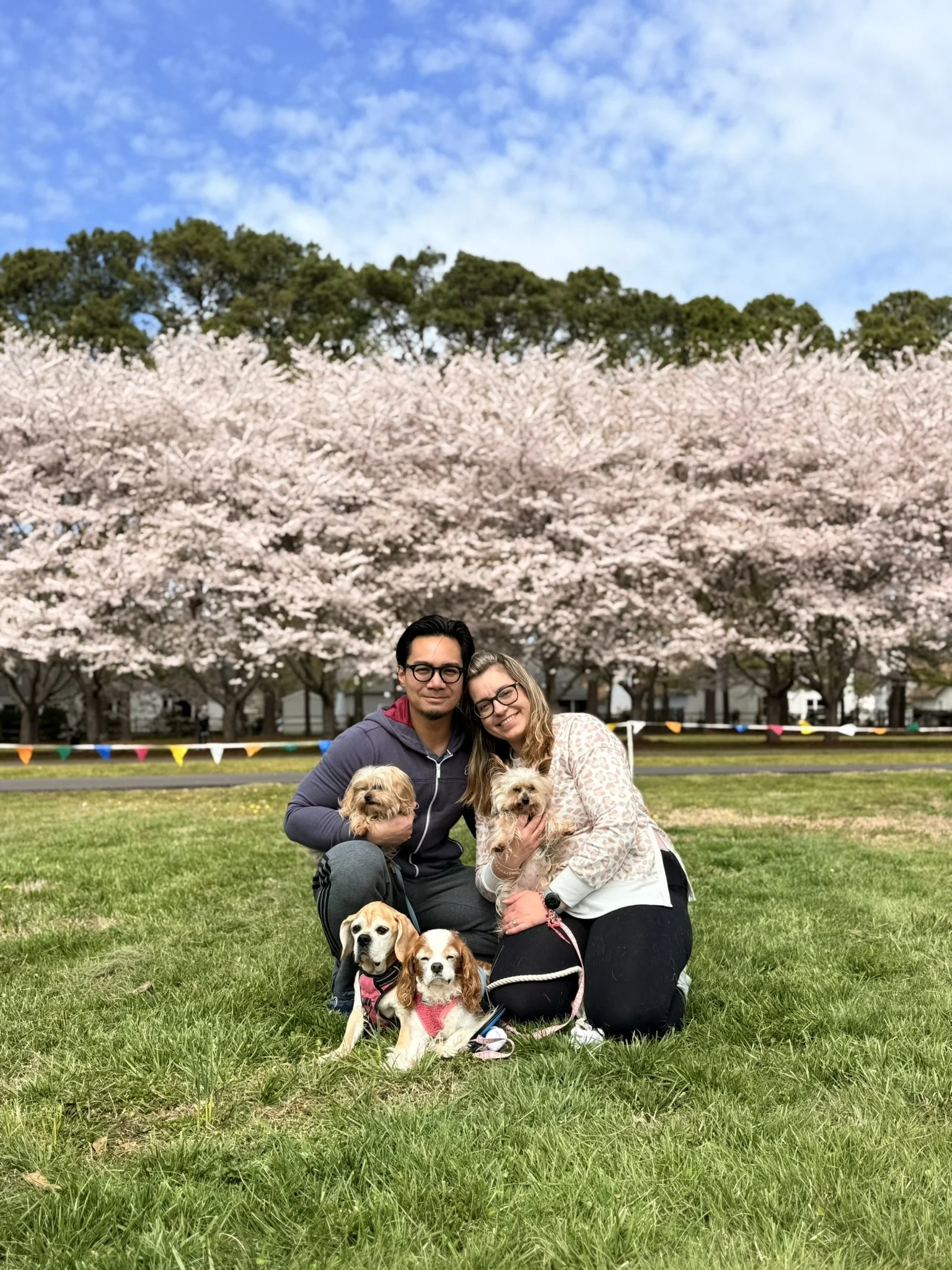 A couple with three small dogs kneeling on a grassy field during cherry blossom season with pink flowers on trees and a blue sky with some clouds in the background.