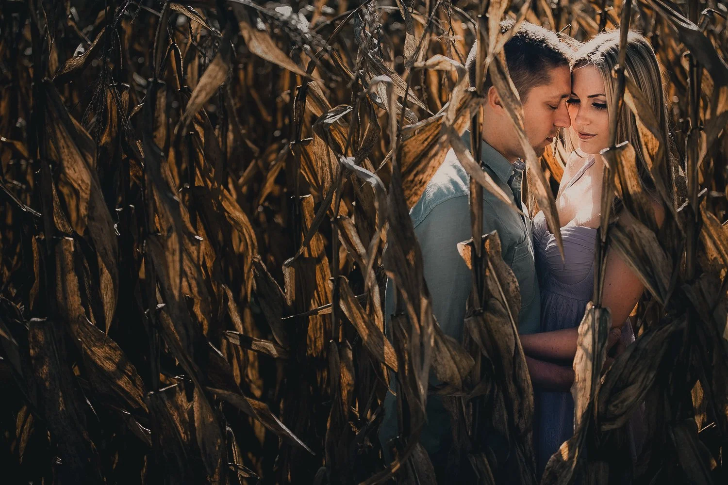 A couple with their foreheads touching, standing close in a cornfield with dried cornstalks surrounding them, during daylight.