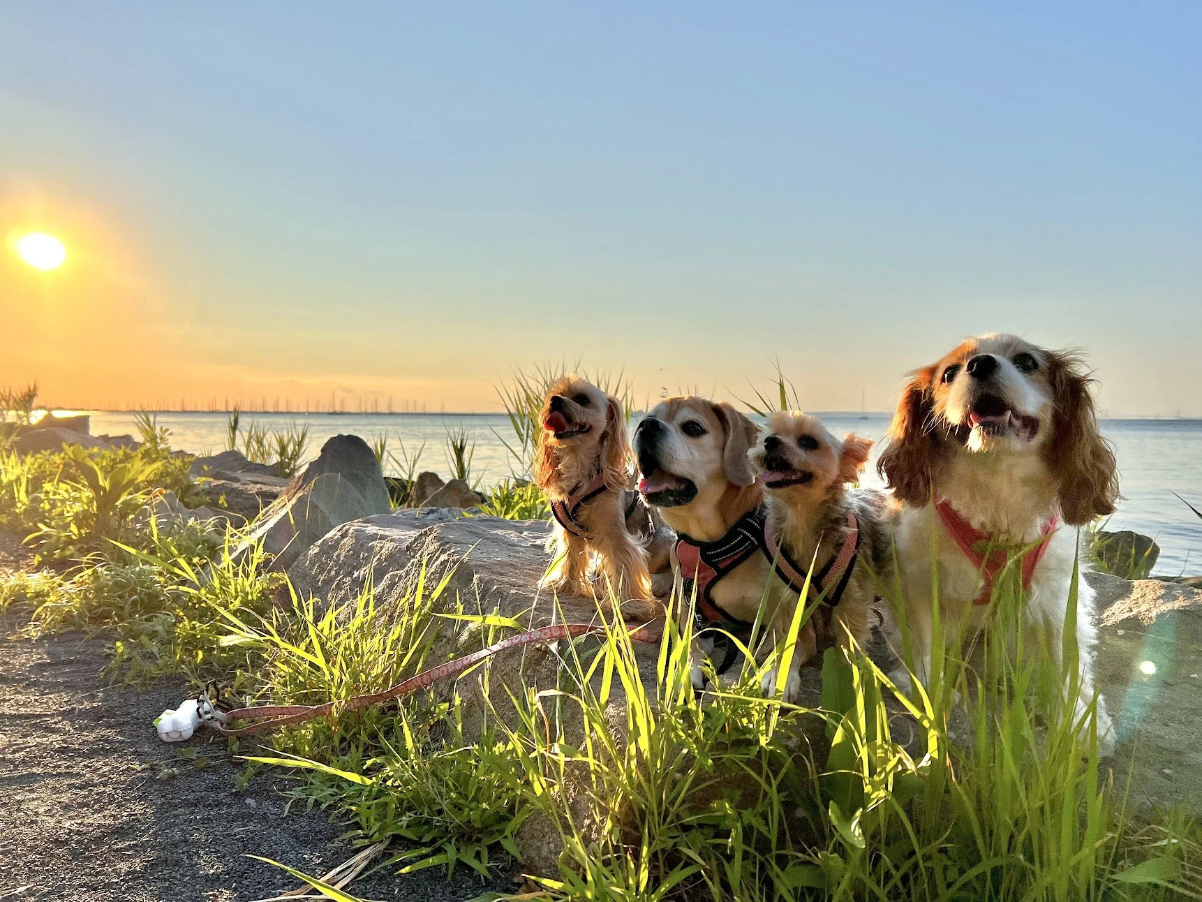 Four dogs sitting on rocks and grass by a river at sunset, with a clear sky and a calm water body in the background.