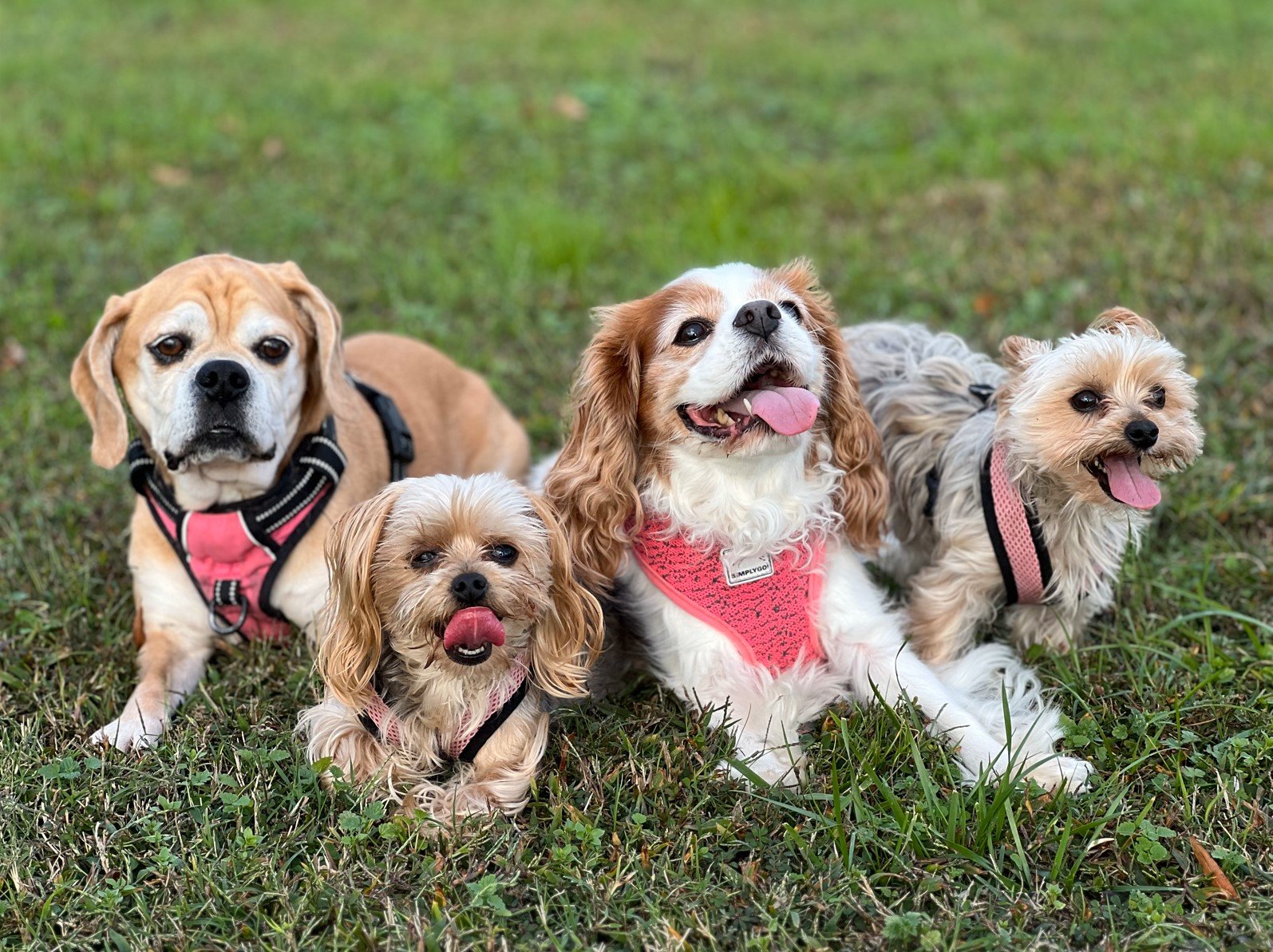 Four dogs lying on grass in a park, two of them wearing pink harnesses, one with a brindle coat, one with curly light brown fur, and one with silky grayish fur, all with their tongues out.