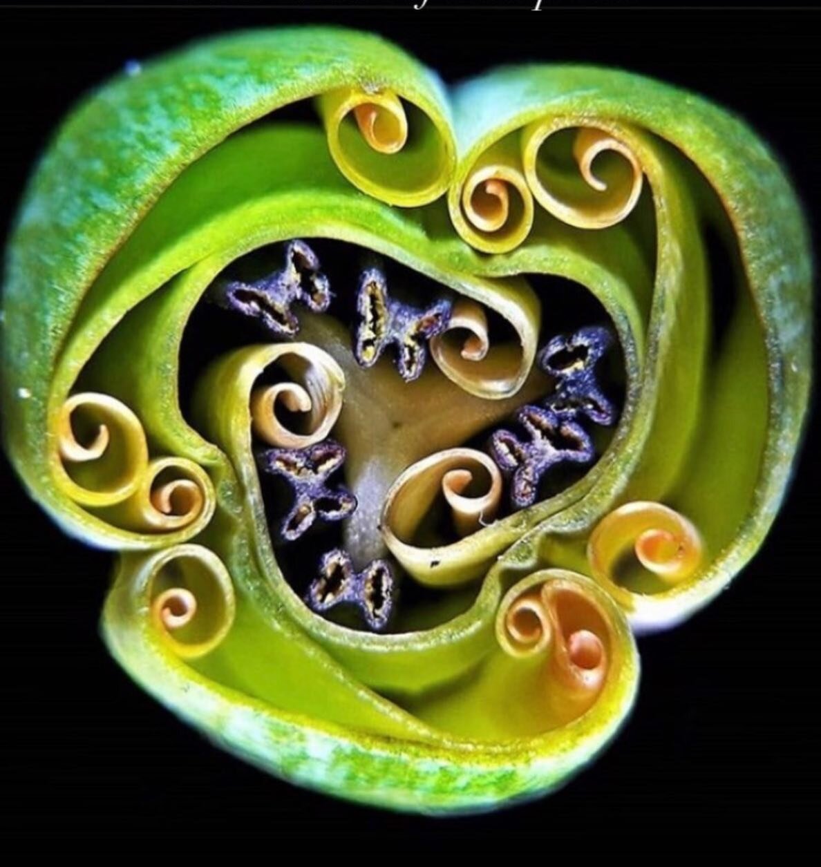 Cross section of a Tulip bud.
Everything that is alive on earth contains and produces some form of medicine&hellip;
Including YOU!

#dulcemadretierra #sweetmotherearth