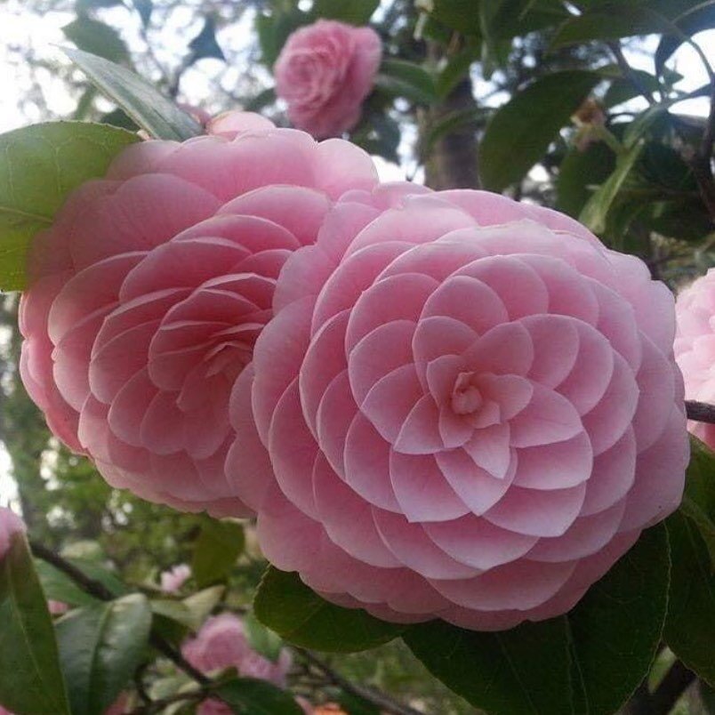 &ldquo;Anything that costs you 
your peace
Is too expensive&rdquo;

here&rsquo;s a beautiful Japanese flower, perfectly expressing the Fibonacci sequence.

Nature is indeed, intelligent.