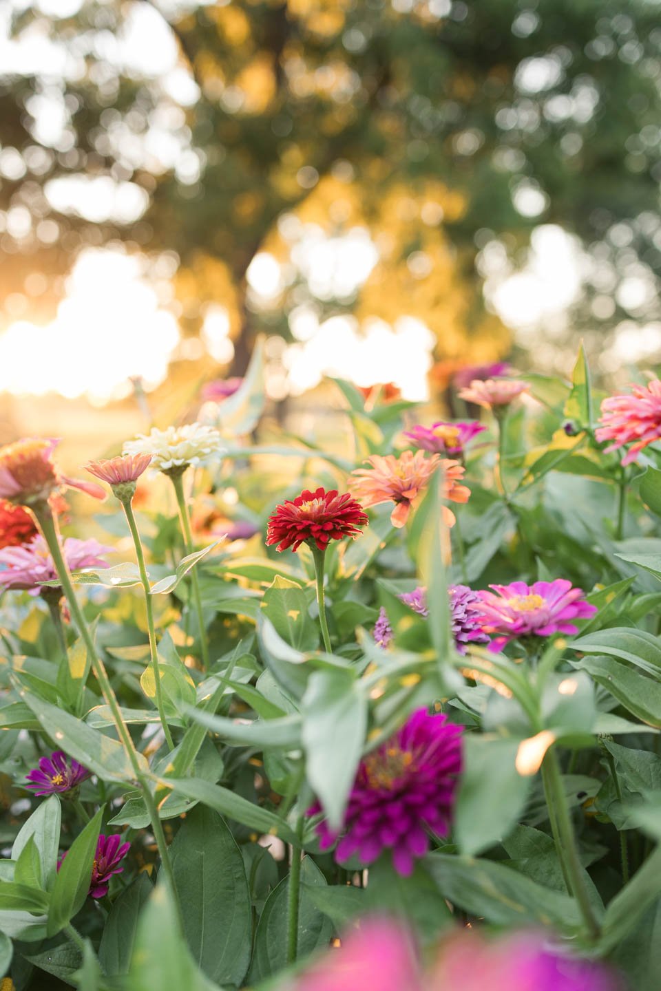 Colorful zinnia flowers in a garden with sunlight and trees in the background.