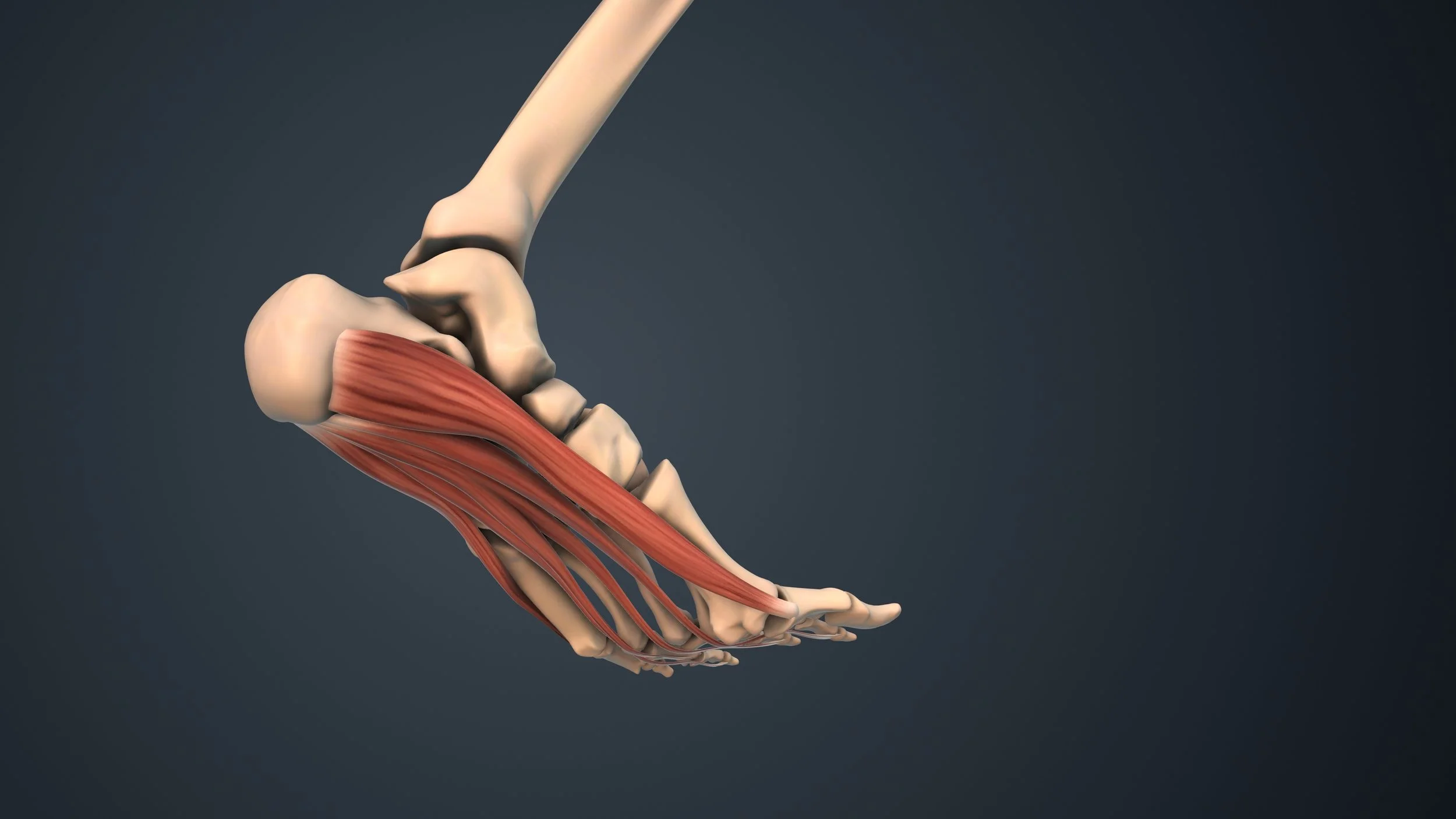 Movement, Decoded: The feet