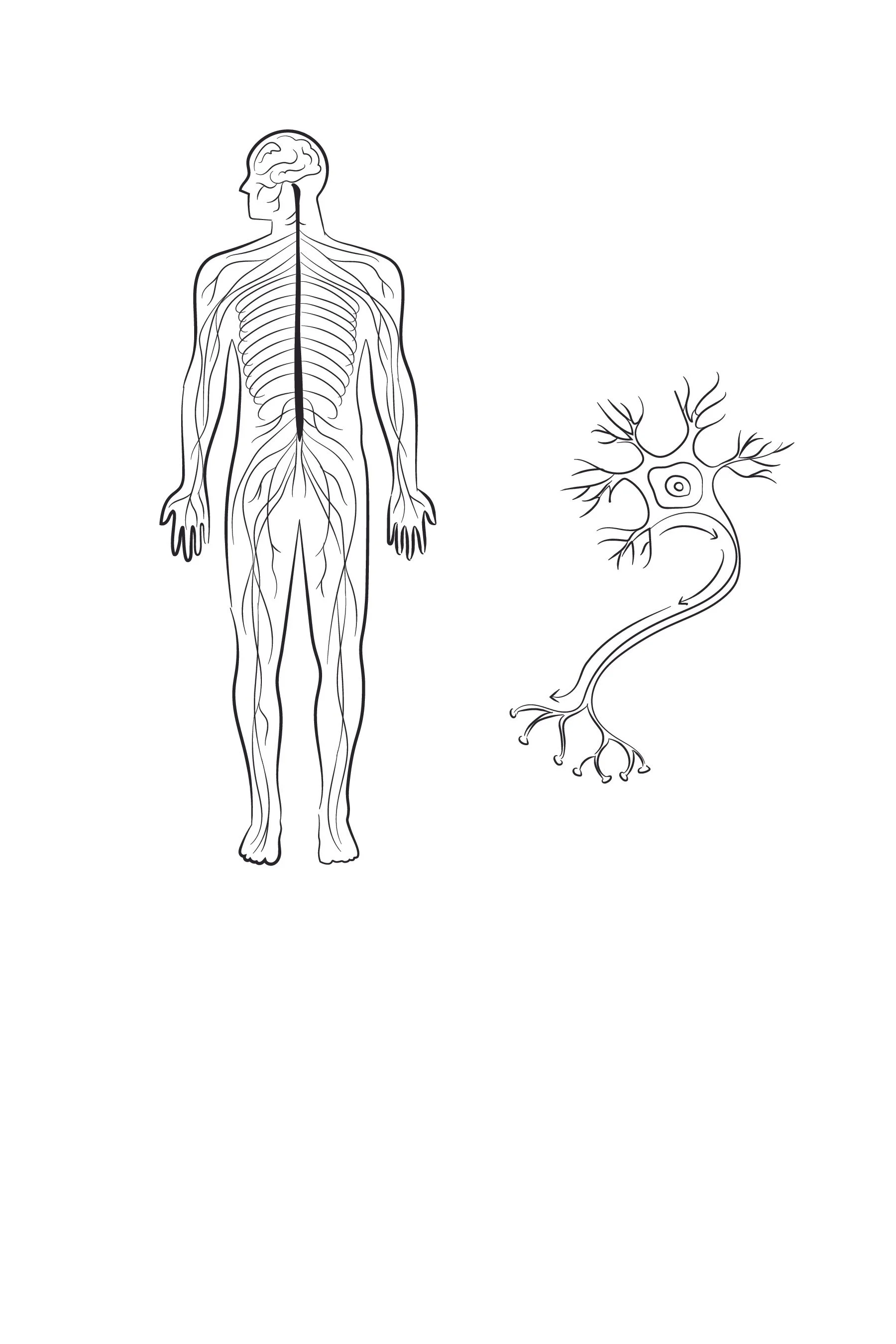 What Is Spinal Intelligence?