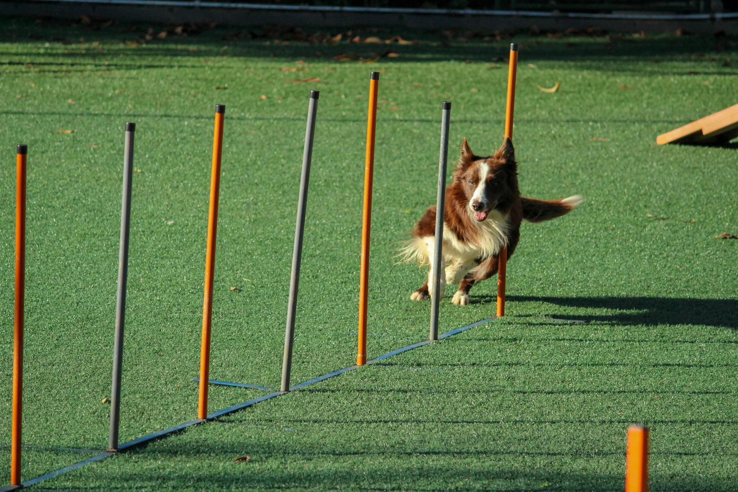 What Agility Actually Is (And Why Most Agility Training Misses the Point)