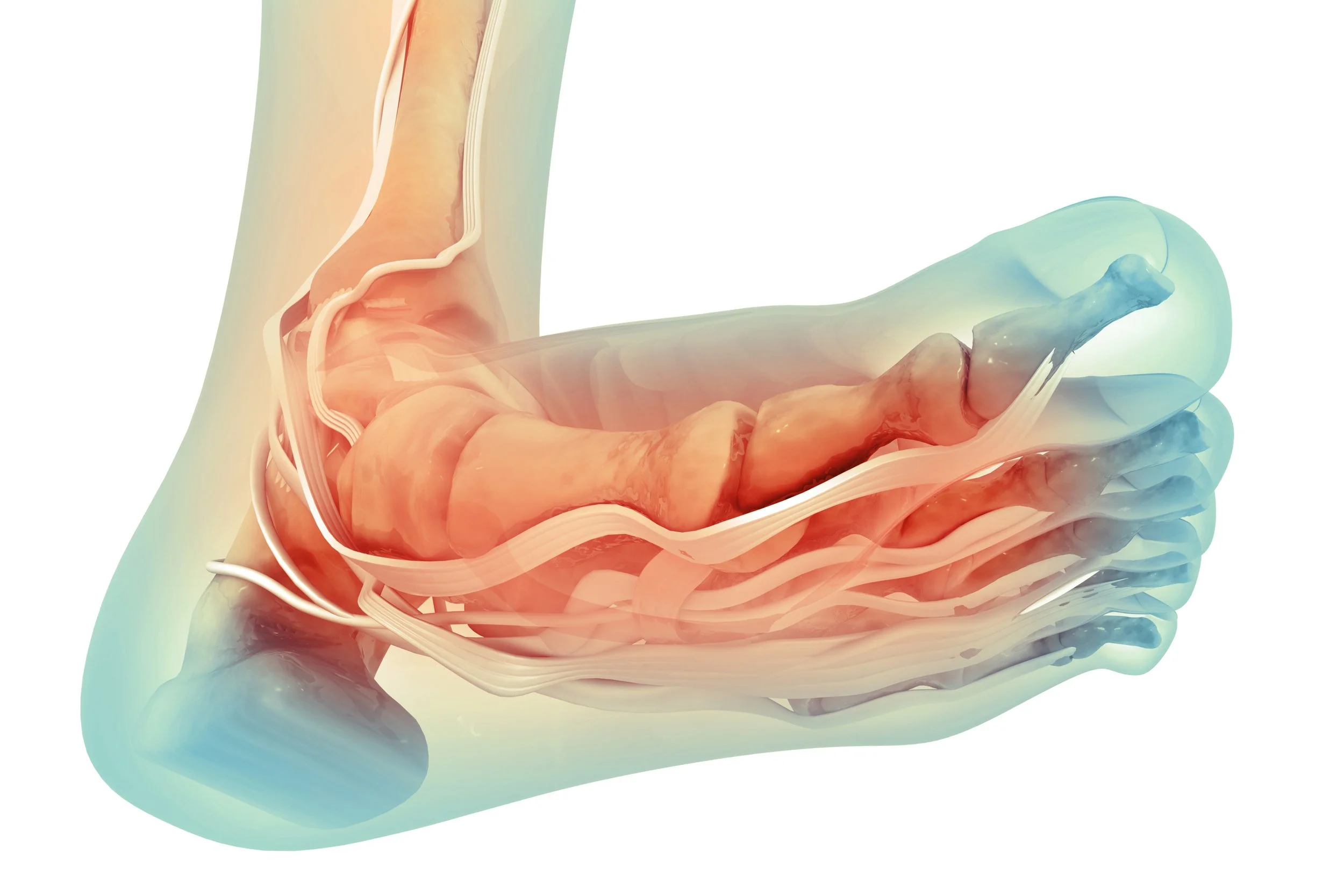 bottom of foot tendon.jpg