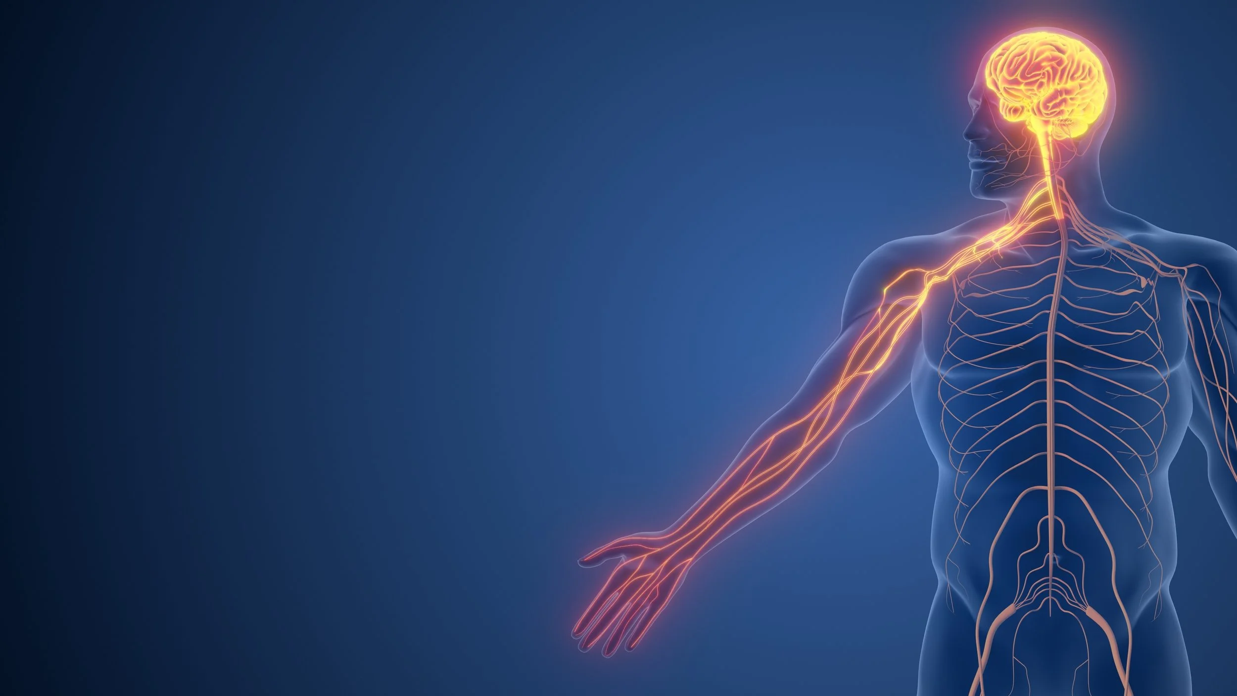 Upper limb nervous system.jpg