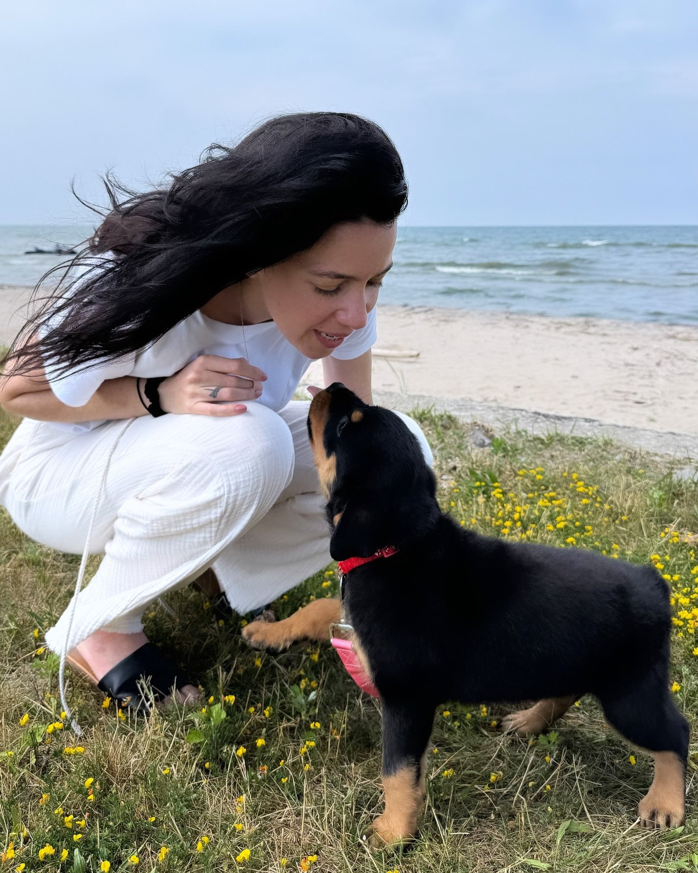 Day 1 w/ Pen&eacute;lope; not too shabby&hellip; 😌 @alphazrotties 
.
.
📷 @laslozanitas 
.
.
.
.
#rottie #puppy #rottiepuppy #toocute