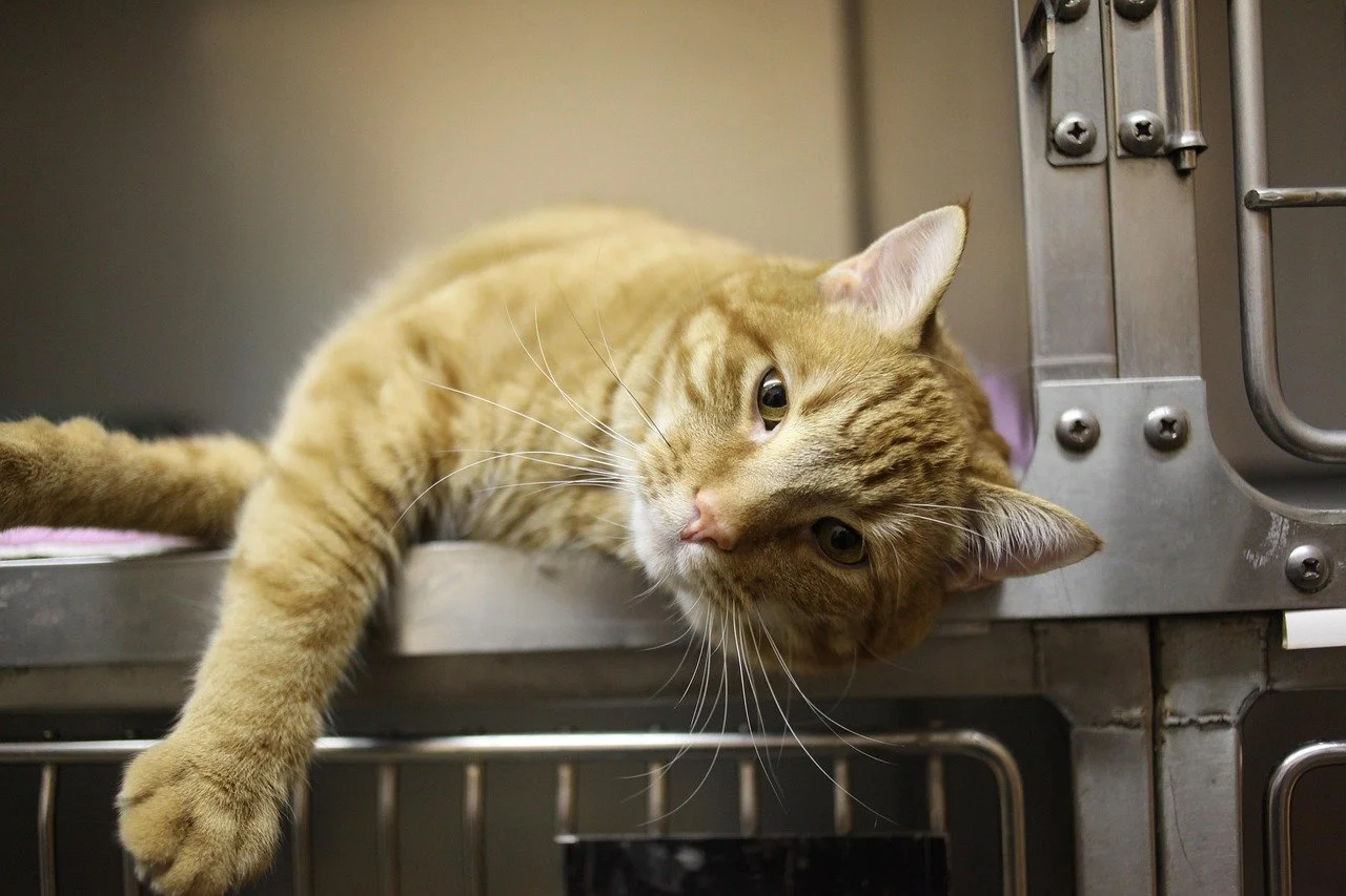 Character Inspiration: Veterinary Technician