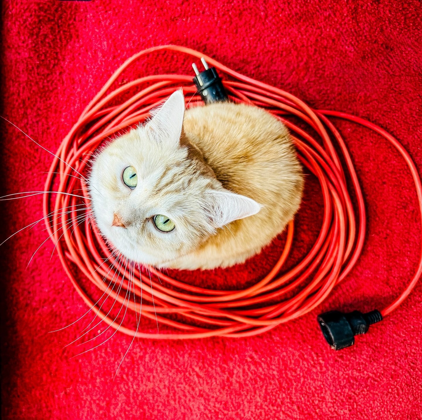 Cable Cat. Maybe Shirin wants to go on tour with us?

#schiller #catlover #redcarpet #voyage #thejourneycontinues #happiness #shirin #schillermusic