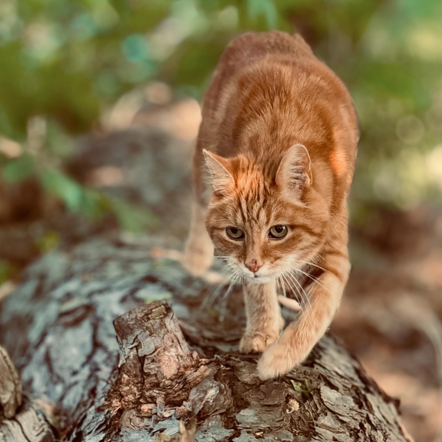 Sunny Morning Walk with Balthasar. He really enjoys the upcoming summer vibes and is happy to explore the forest&hellip;

#schiller #catlover #summer #sunshine #morningwalk #voyage #happiness #thejourneycontinues #schillermusic