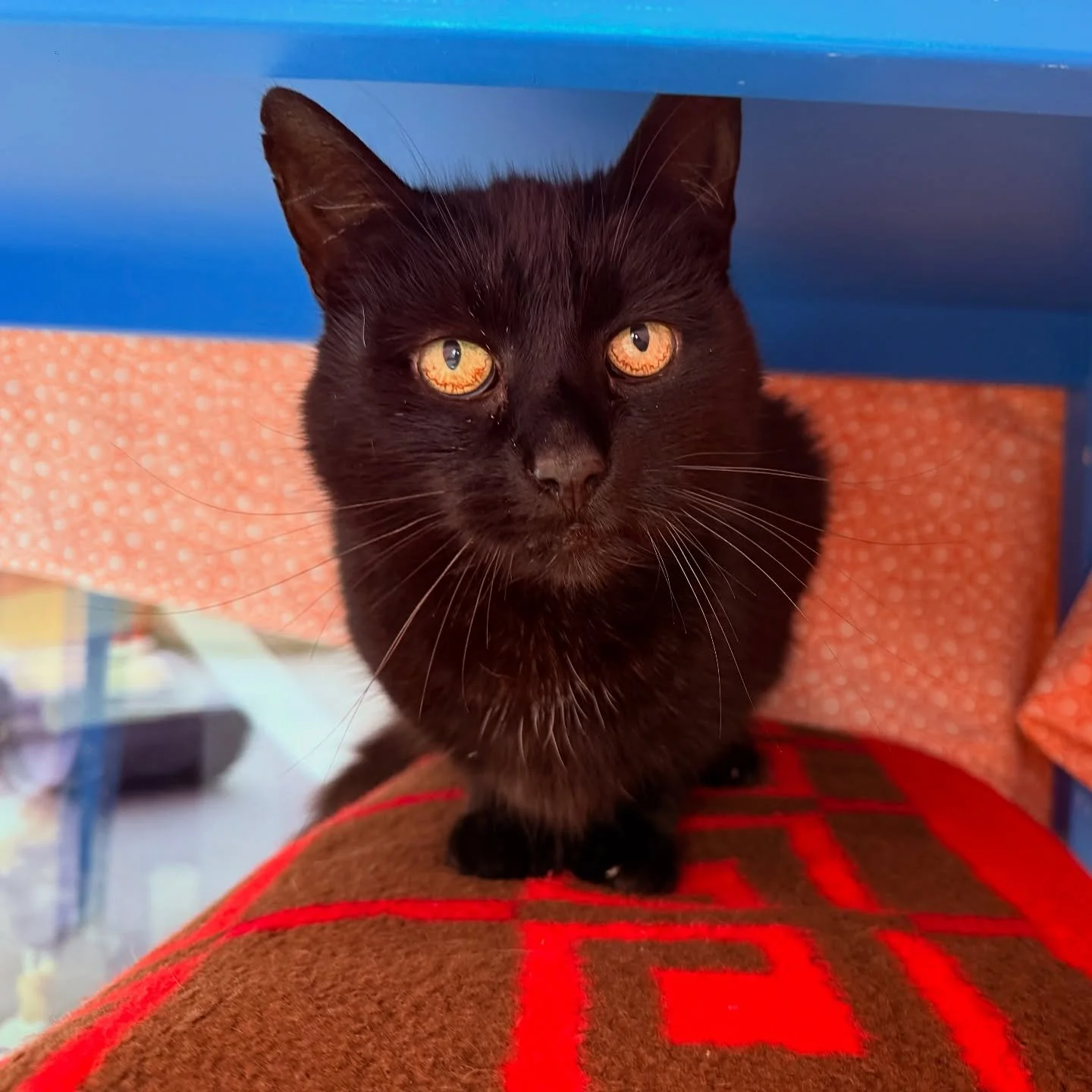 🐾 Dear Black Beauty,
🌅 Today will be a big day for you.
It’s been 10 months since that heartbreaking morning when we found you at our doorstep — a fragile, trembling soul, your tongue caught in a cruel mousetrap 😢. I still remember the