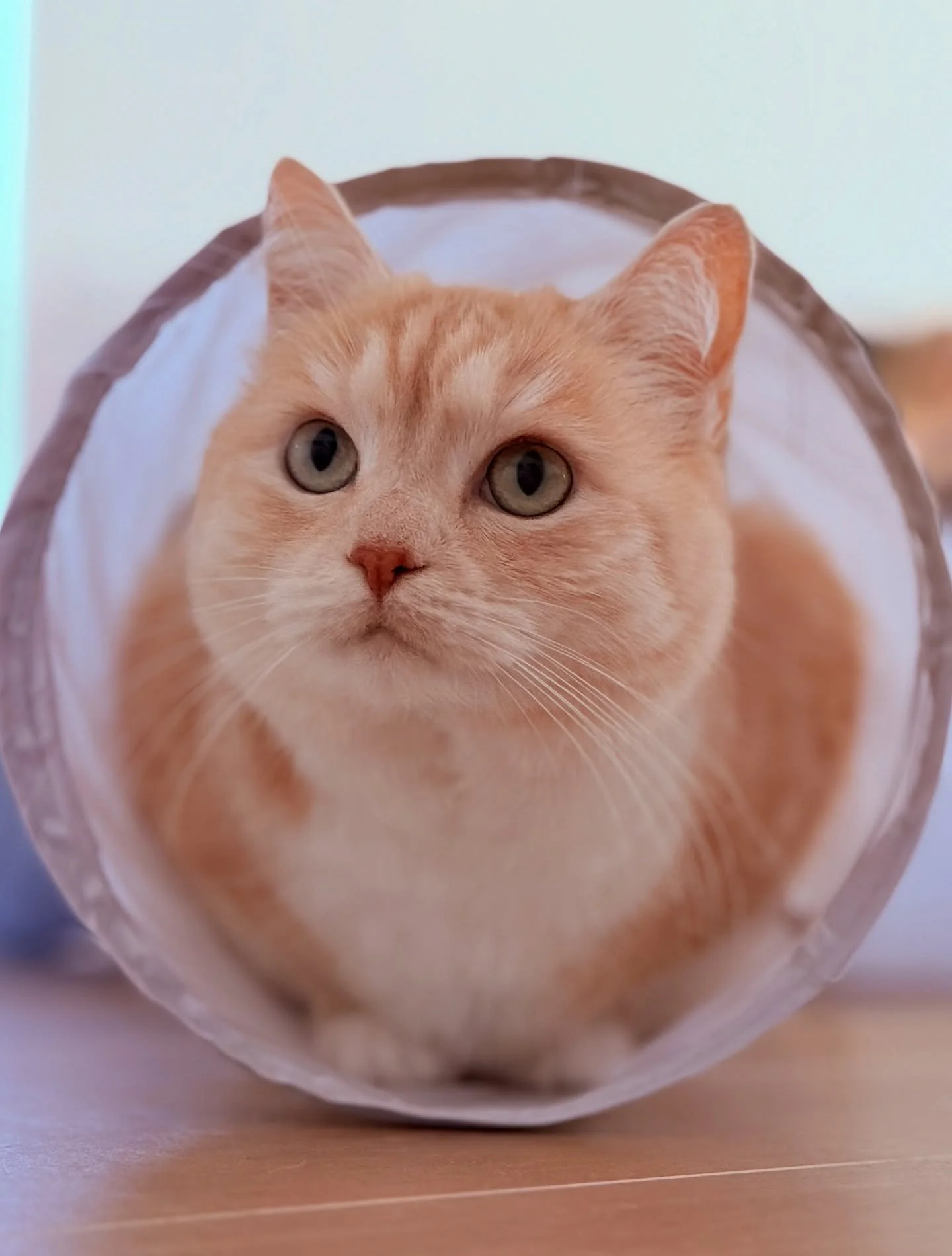 Shirin says &bdquo;Hello&ldquo; ❤️We are so happy that this beautiful creature came into our life. Hard to believe that she ended up in the animal shelter twice before we rescued her. Isn&lsquo;t she beautiful? 🫶🏻

#schiller #cat #love