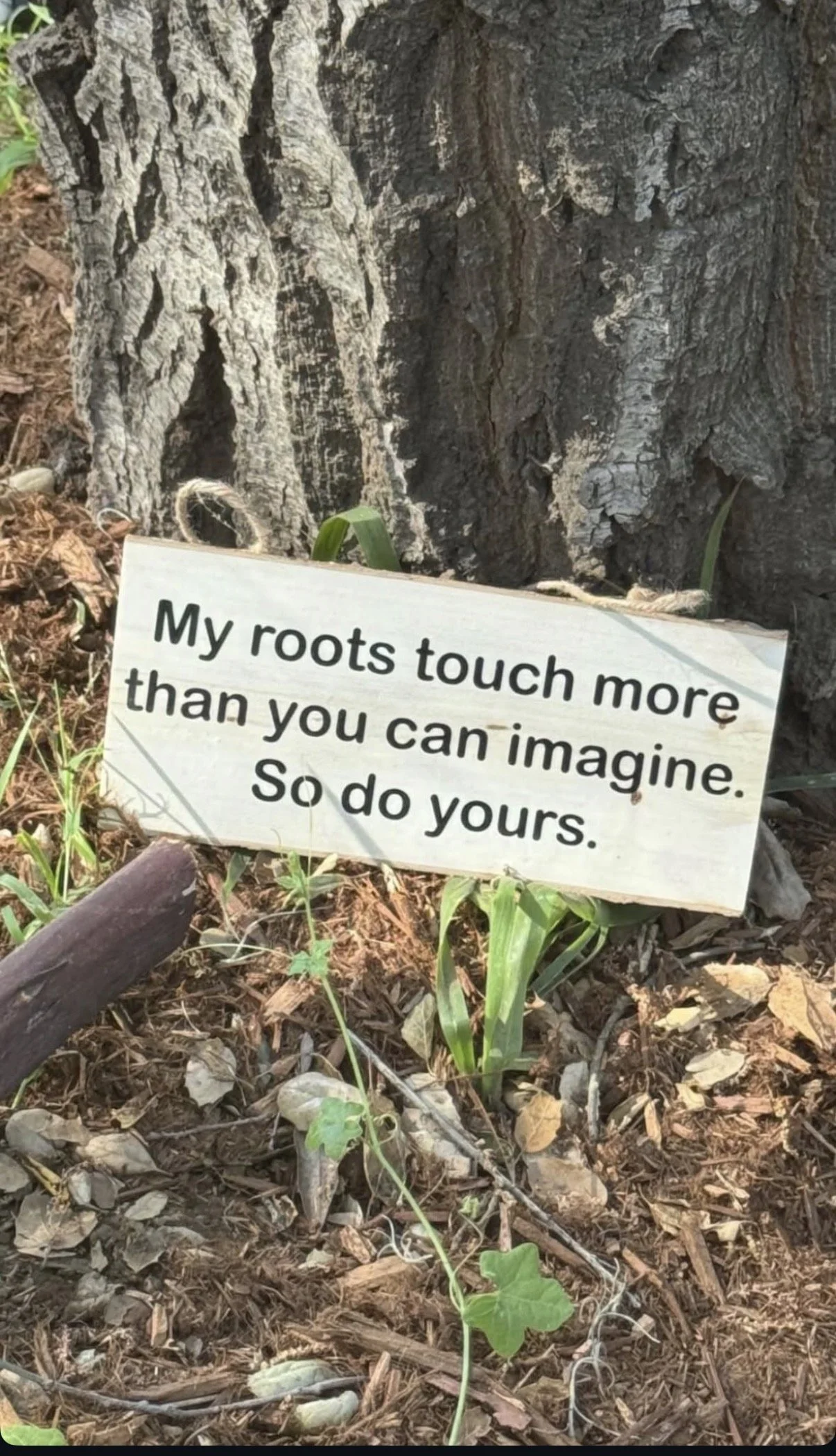 A small white sign with black text leaning against a tree trunk with rough bark in a natural outdoor setting. The sign reads: 'My roots touch more than you can imagine. So do yours.'