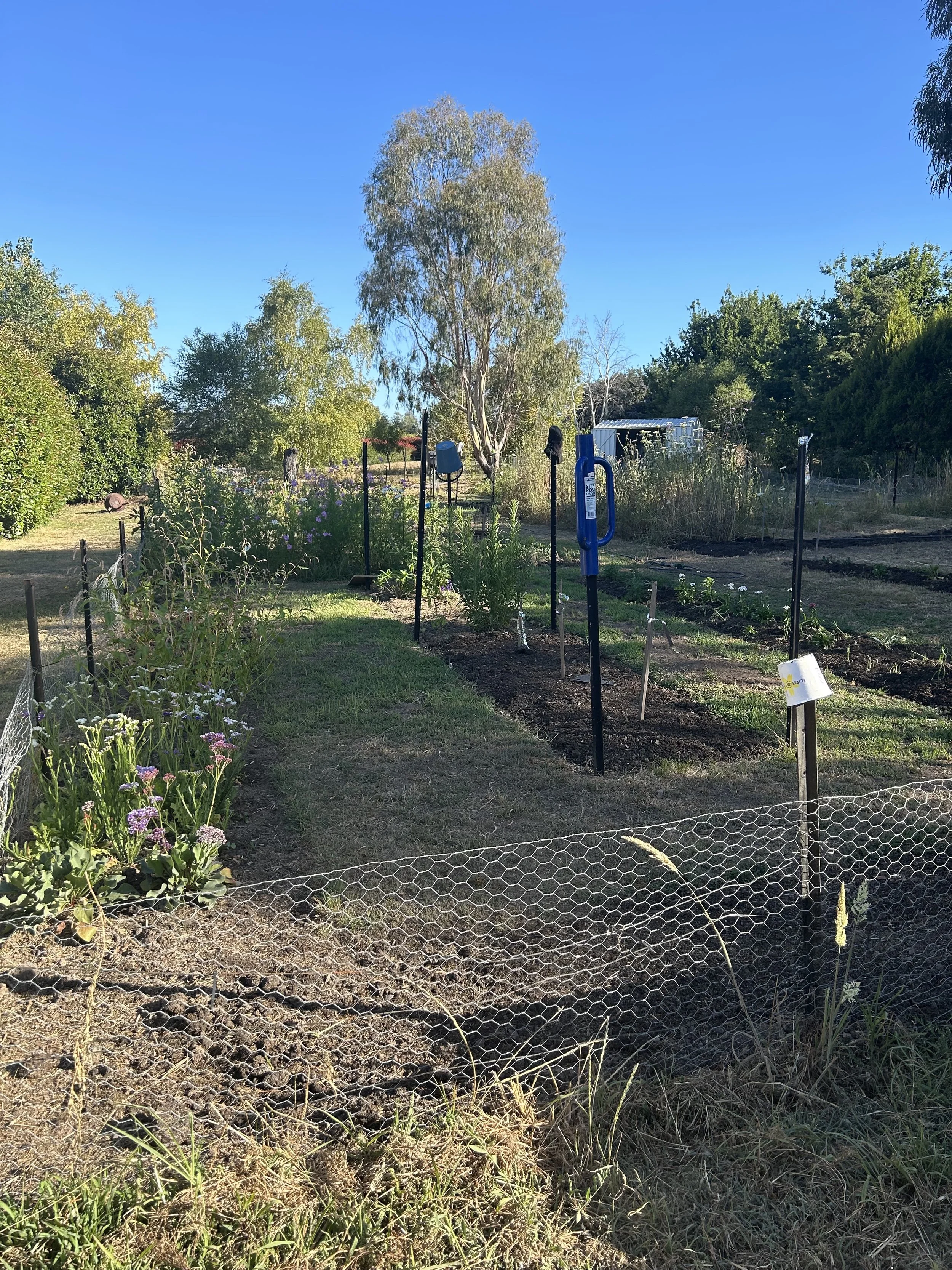 flower field 1 with flowers, wire fencing, and trees in a rural setting.