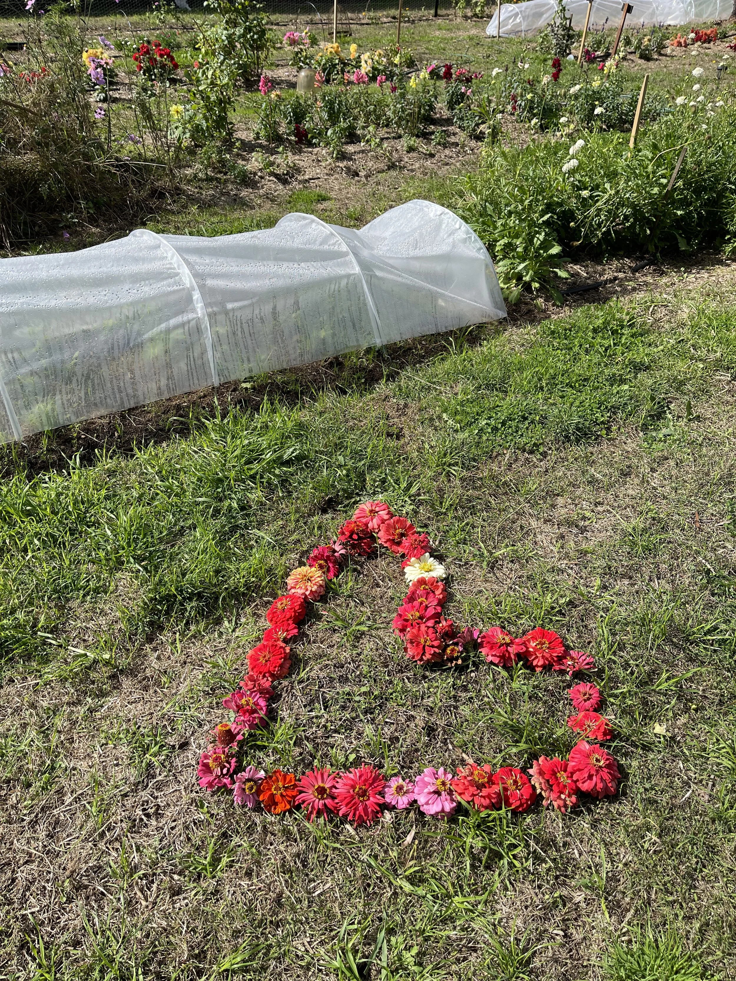 Heart shape made of colorful flowers on grass near garden beds and a row cover.