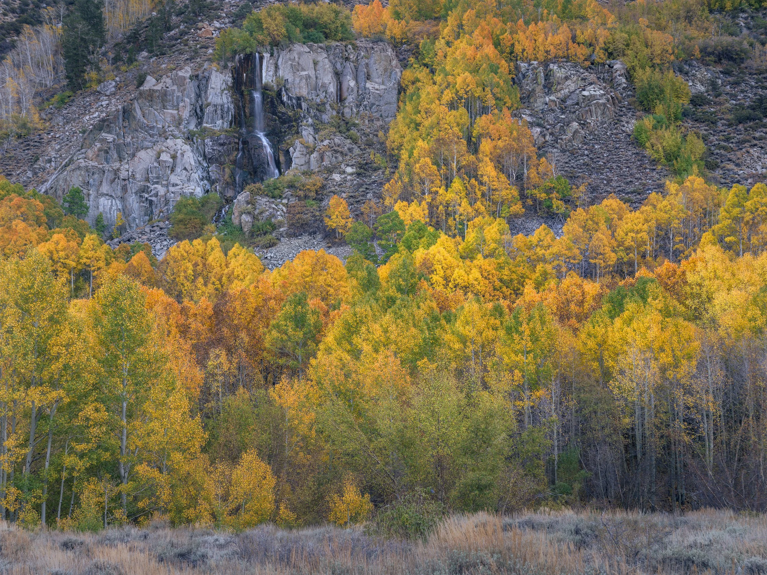 FallFoliage2.jpg