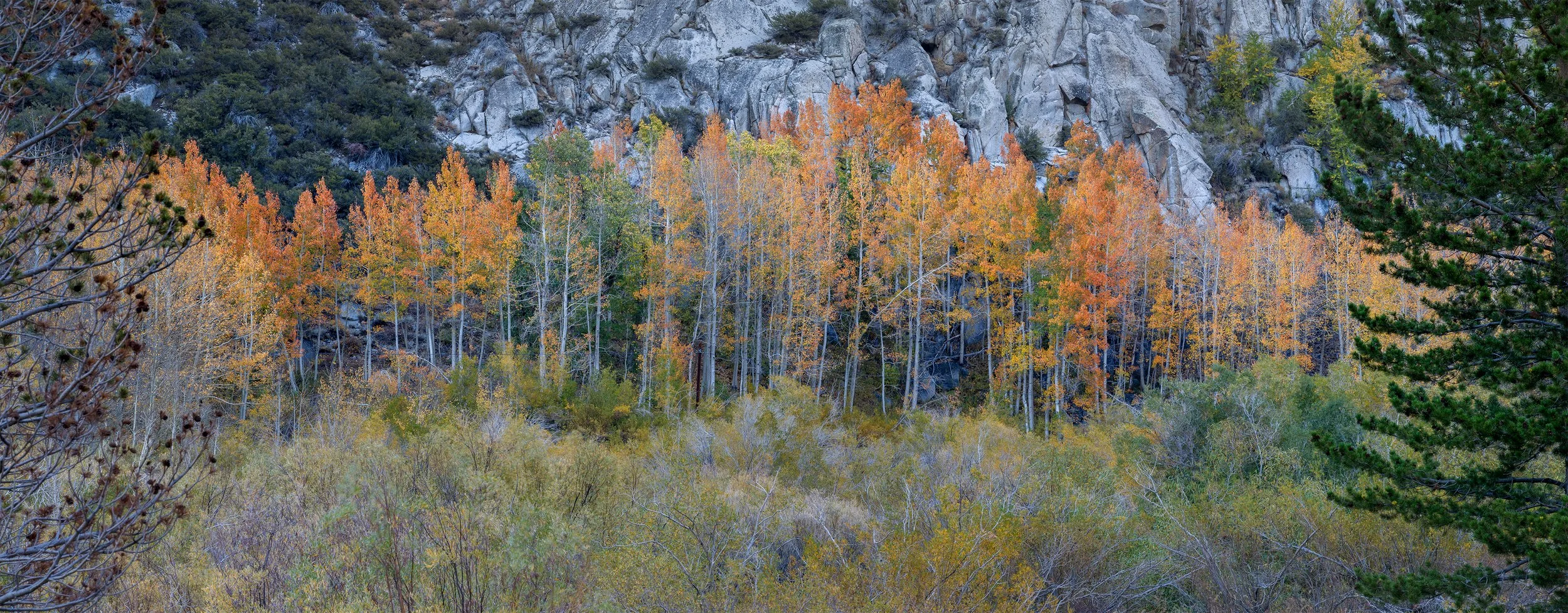FallFoliage1.jpg
