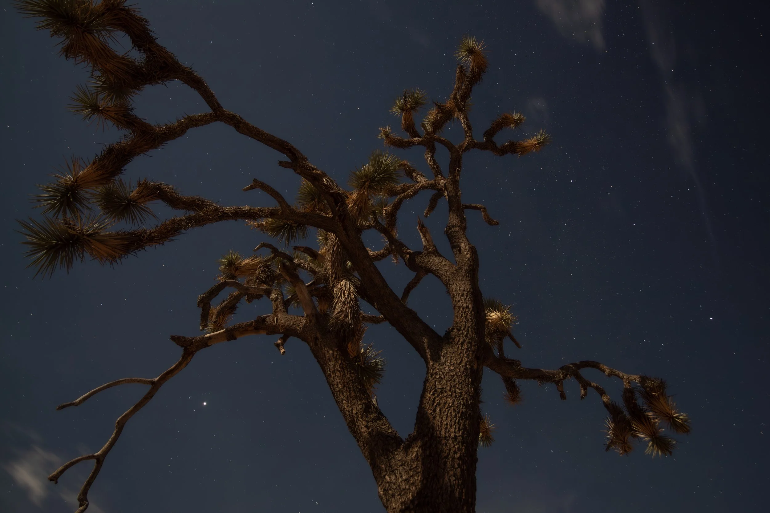 joshua-tree-california-tree-night-photography.jpg