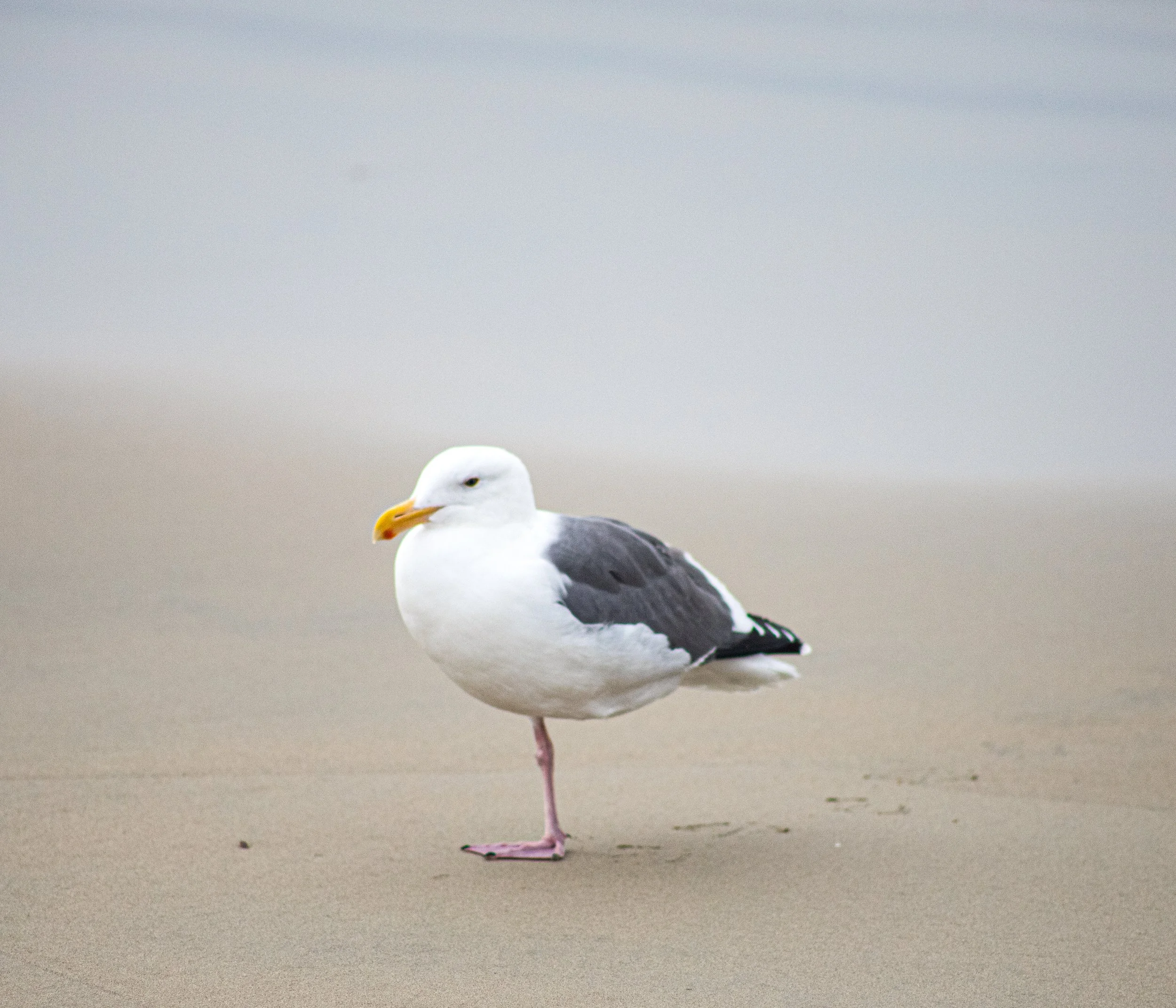 Shore Bird