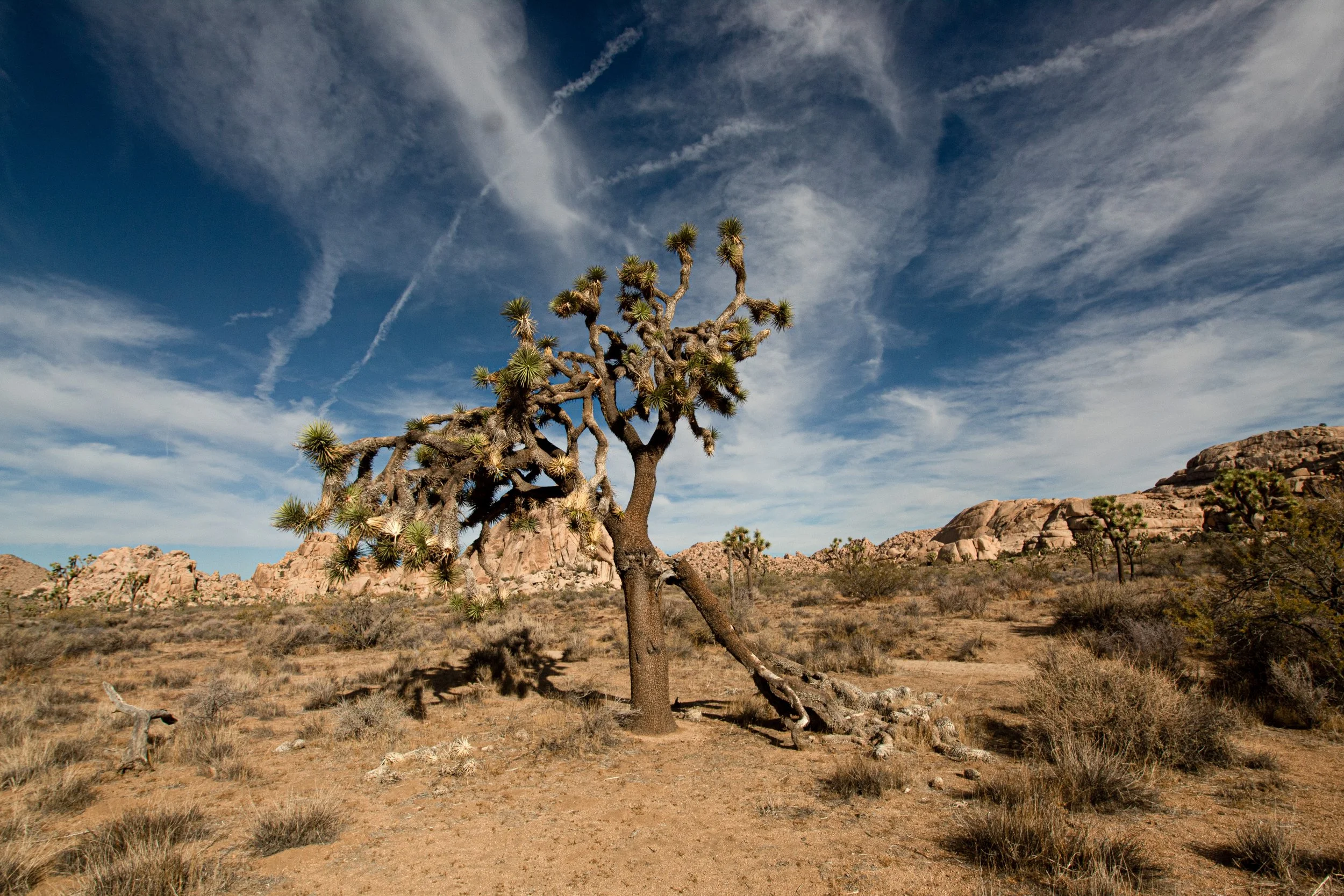 midday-desert-joshua-tree-landscape-photography.jpg