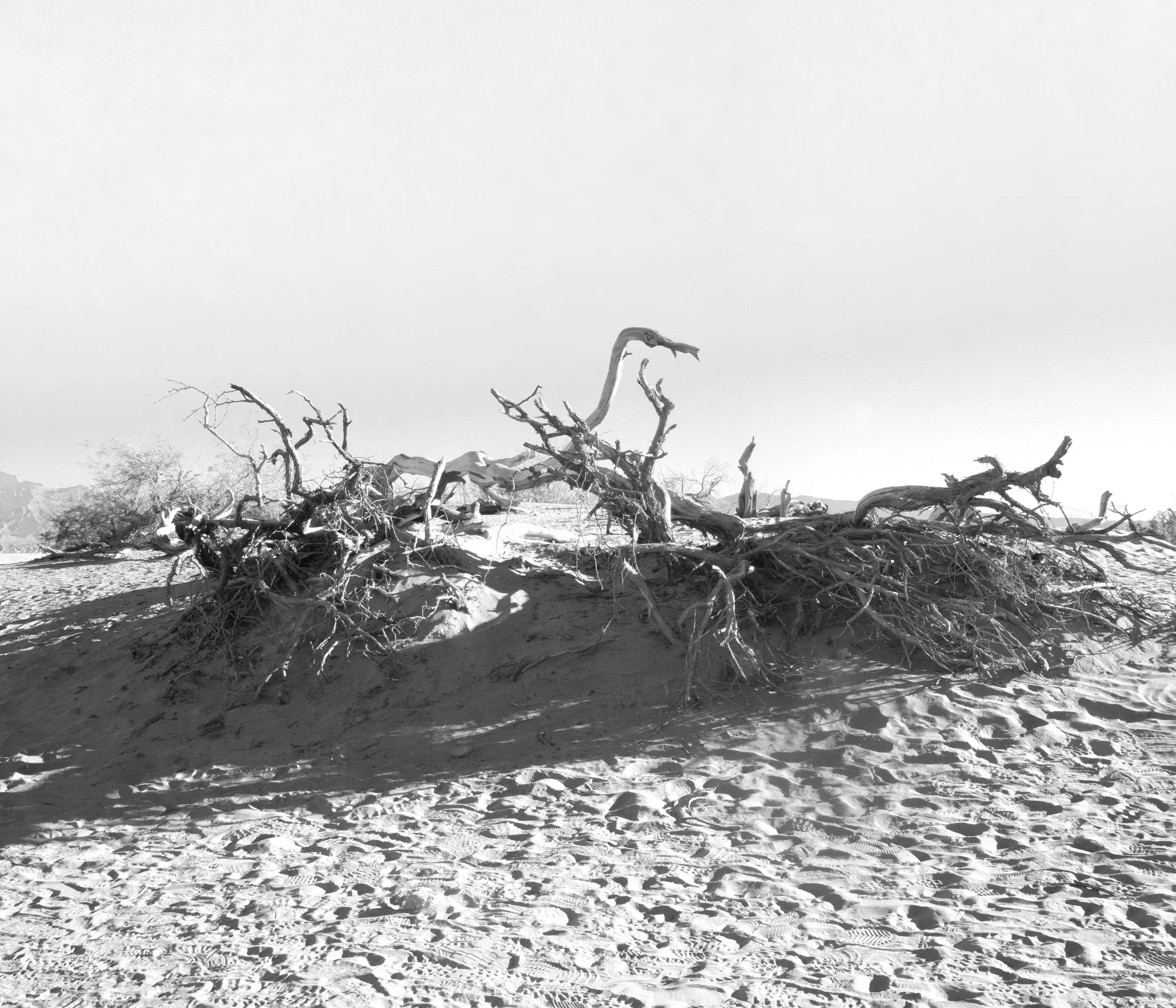 Drifted Lines- Sand Dunes