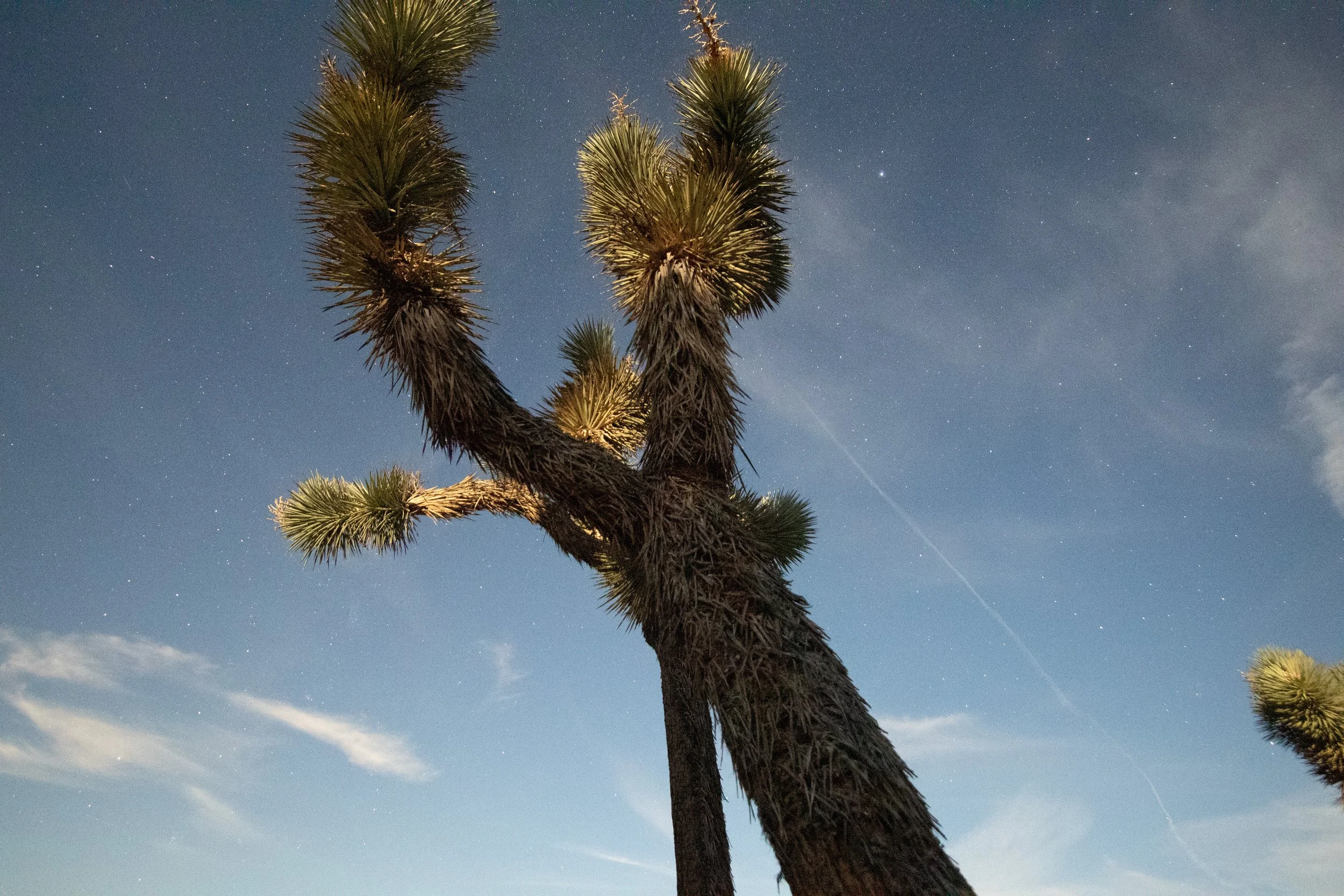 Celestial Sentinel —