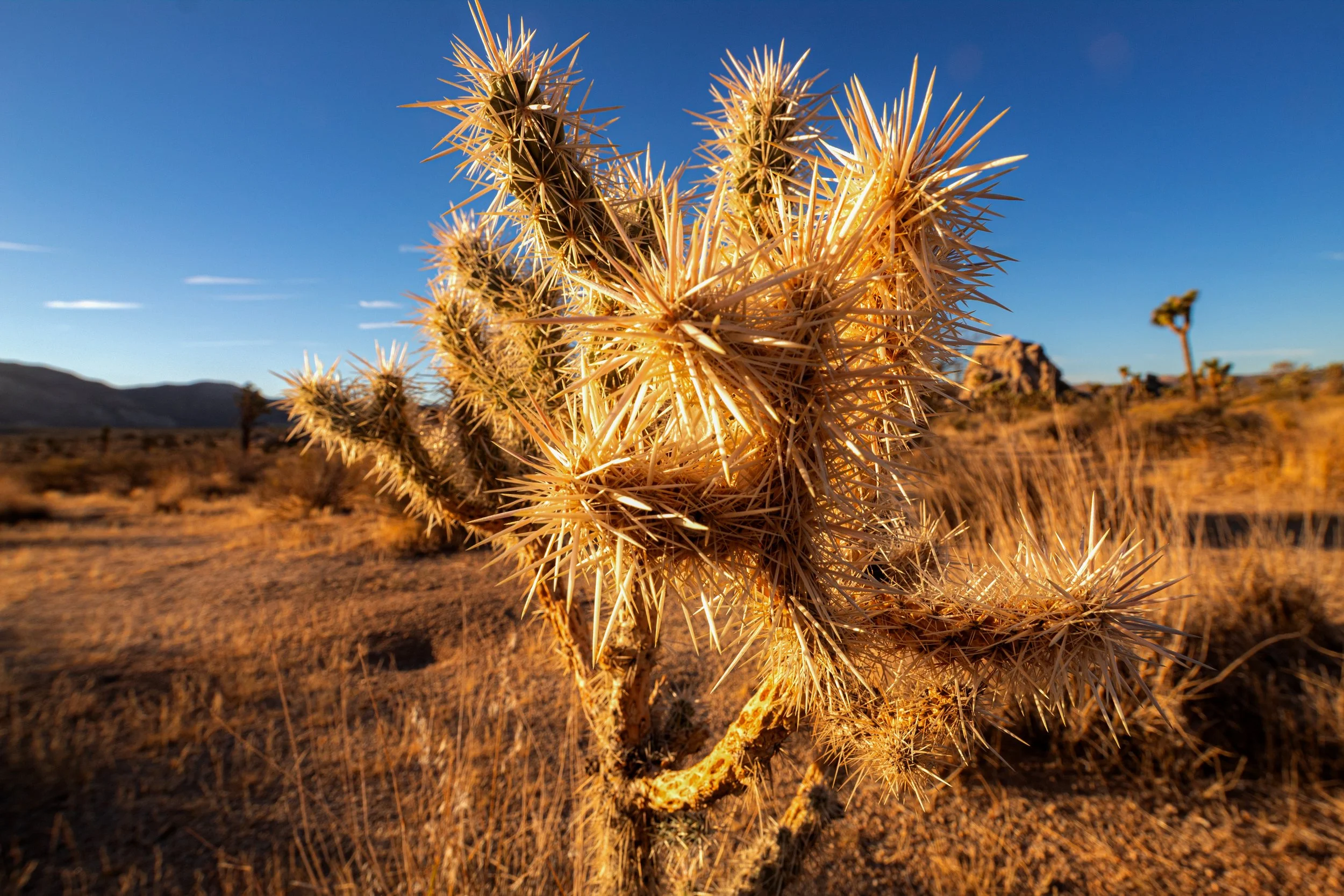 joshua-tree-cactus-early-morning-sunrise-desert.jpg