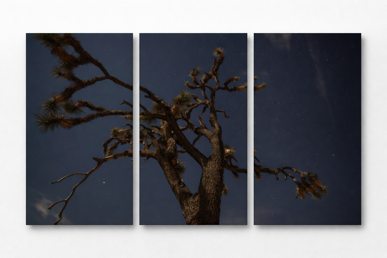 Starry desert night with Joshua Tree (1).png