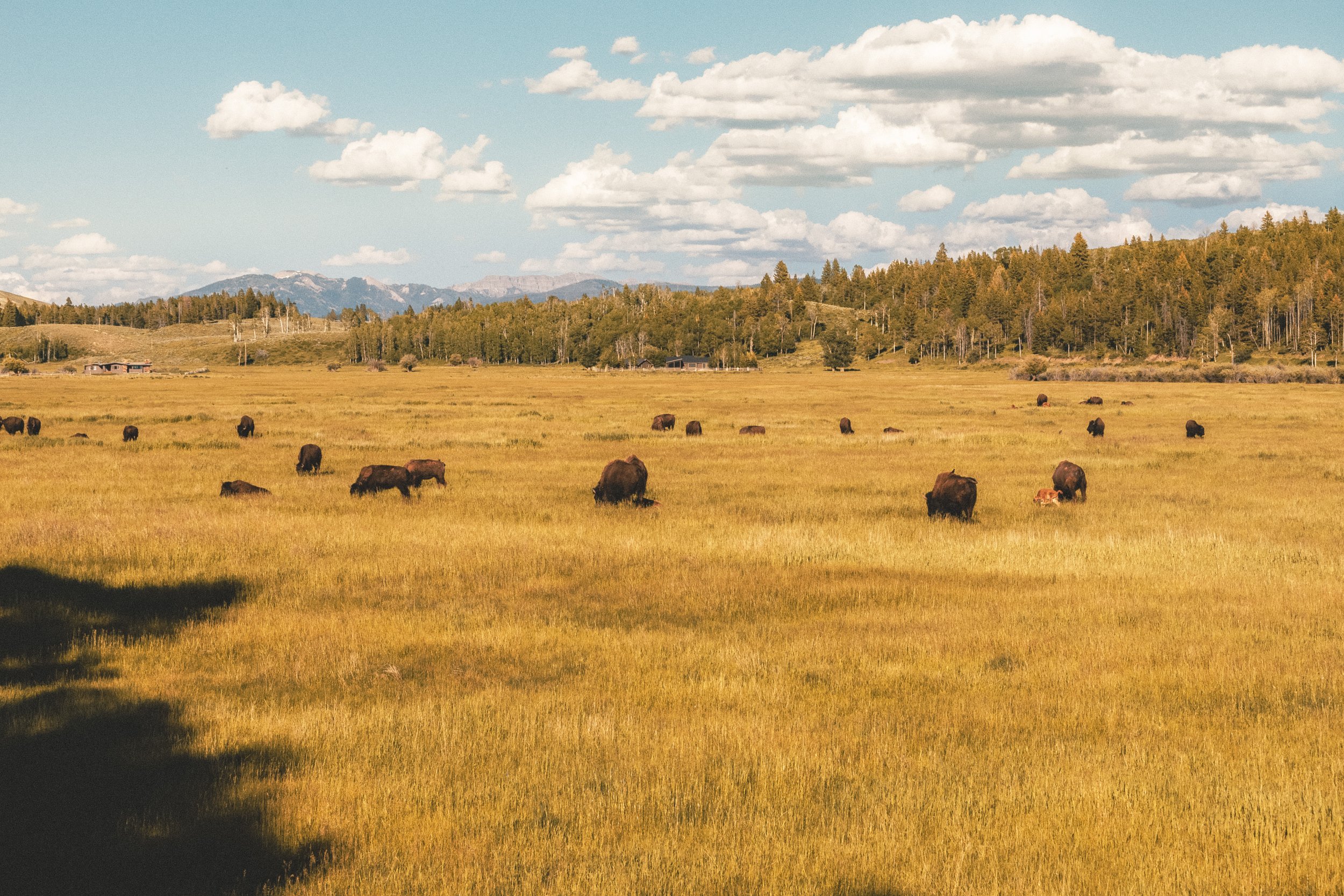 bison 2.jpg