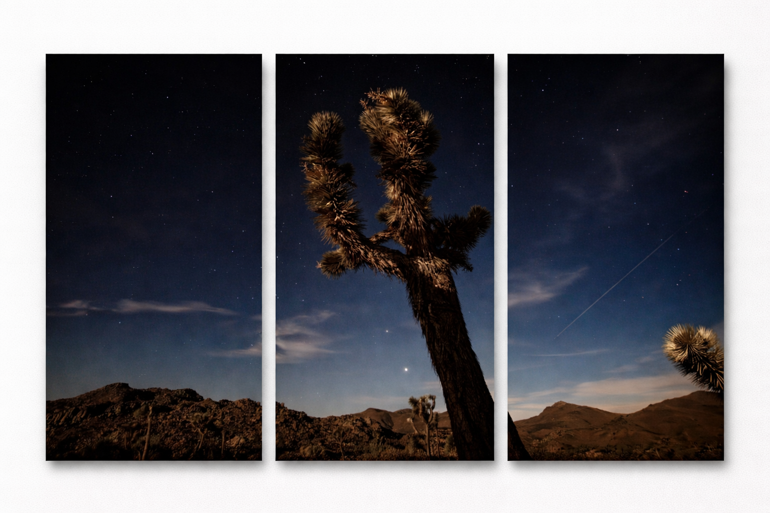 Joshua tree under the starry night.png