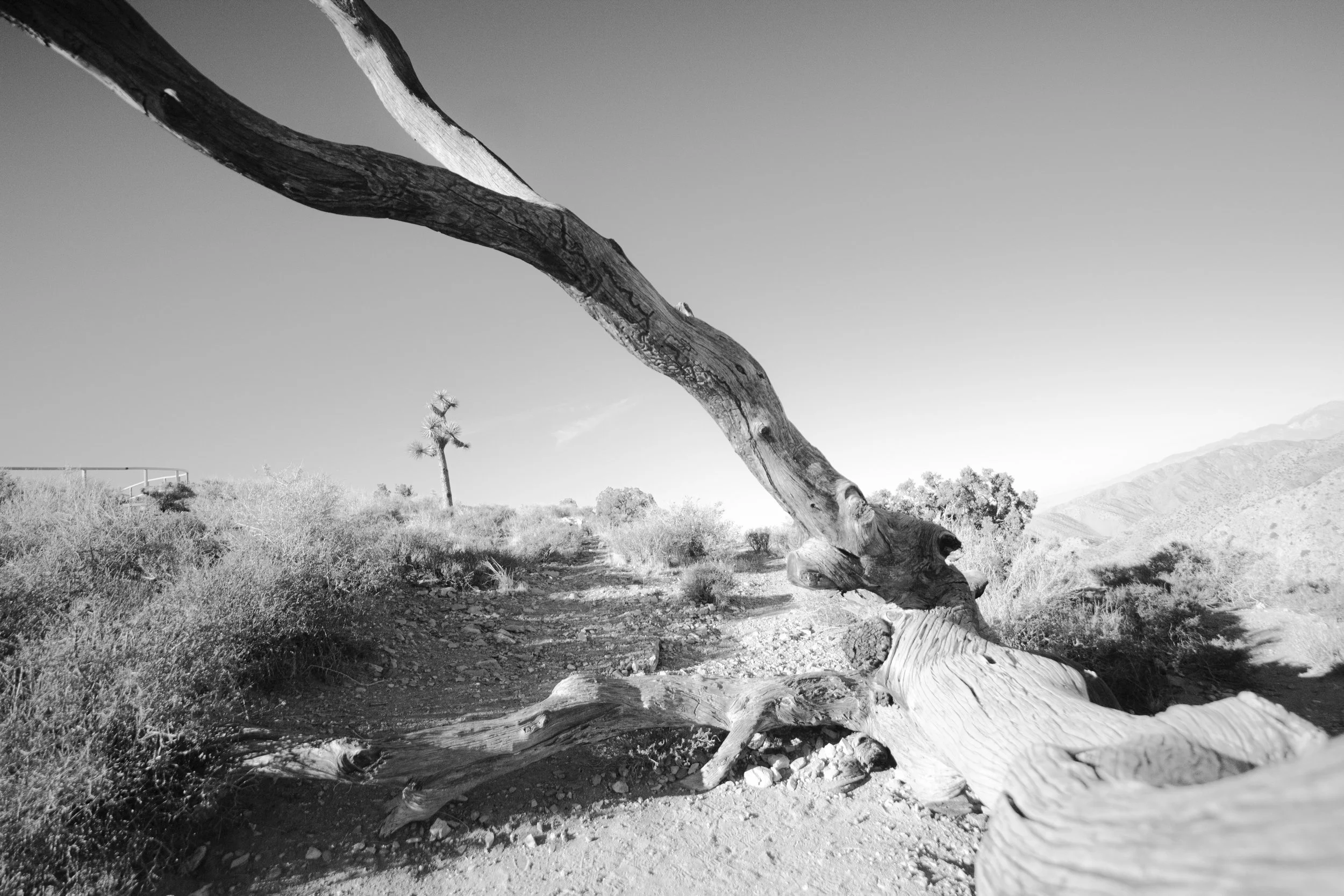 log-black-and-white-joshua-tree.jpg