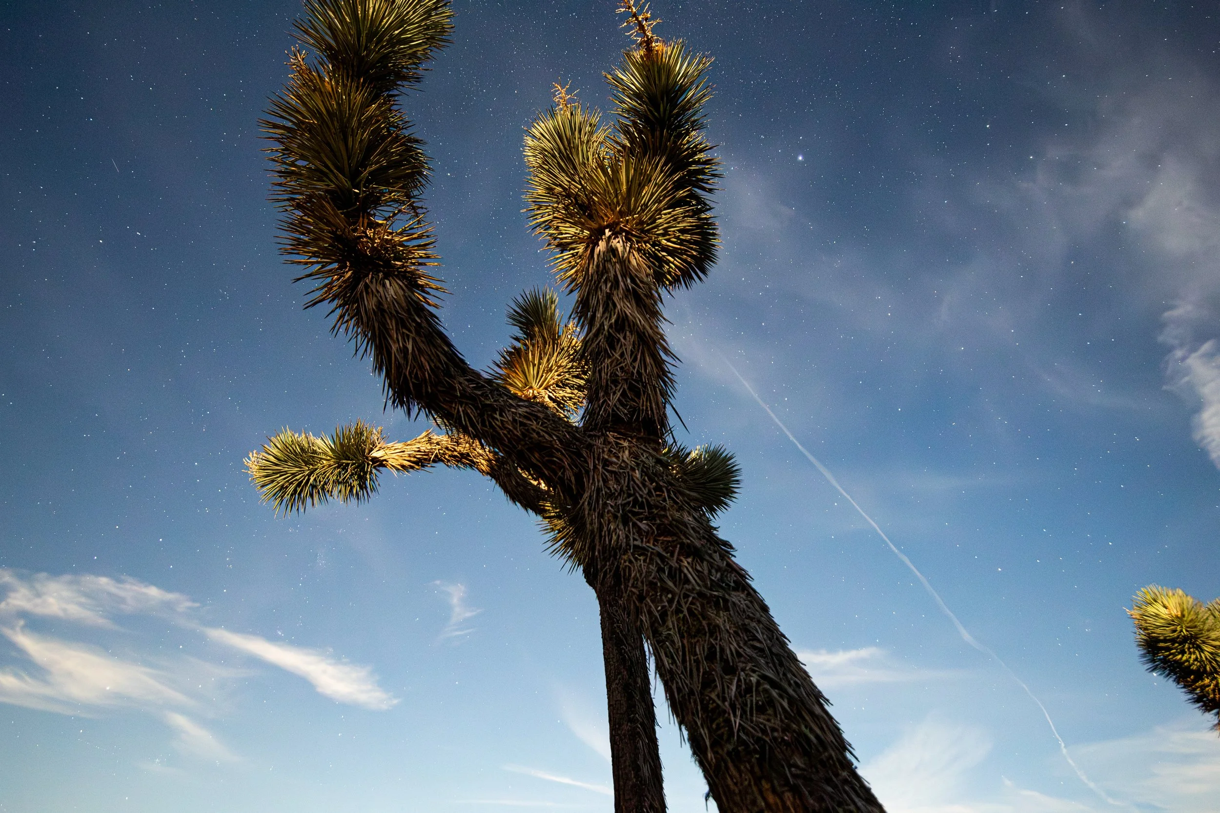 joshua-tree-collectors-one.jpg