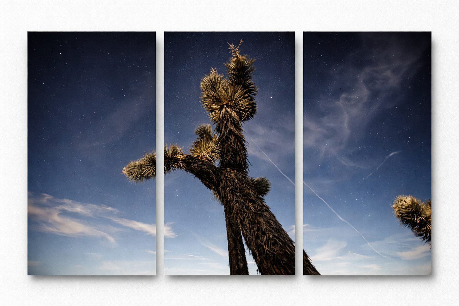 Starry night over a Joshua tree.png