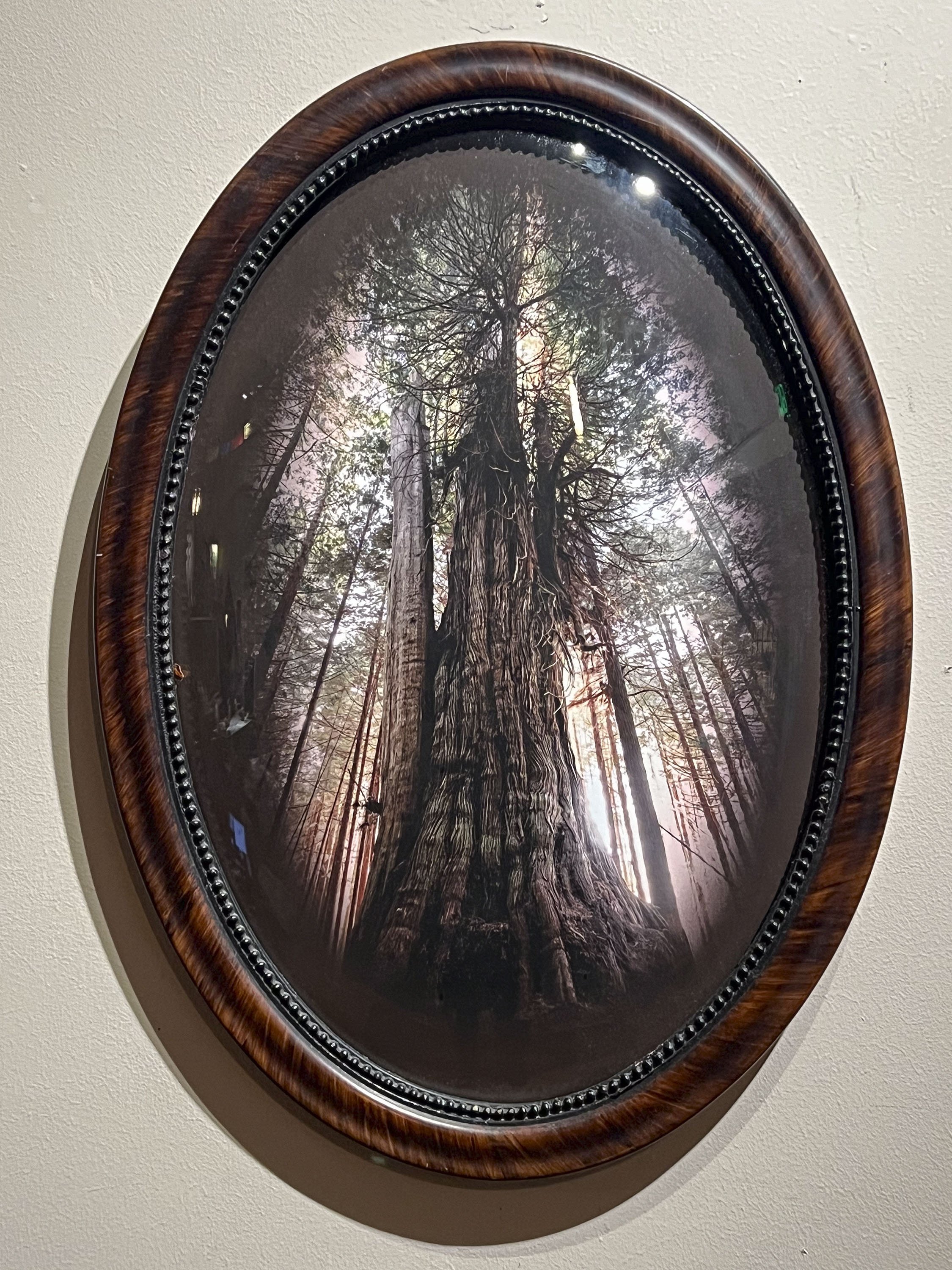 6_Mother_Cedar_M_Island.jpg