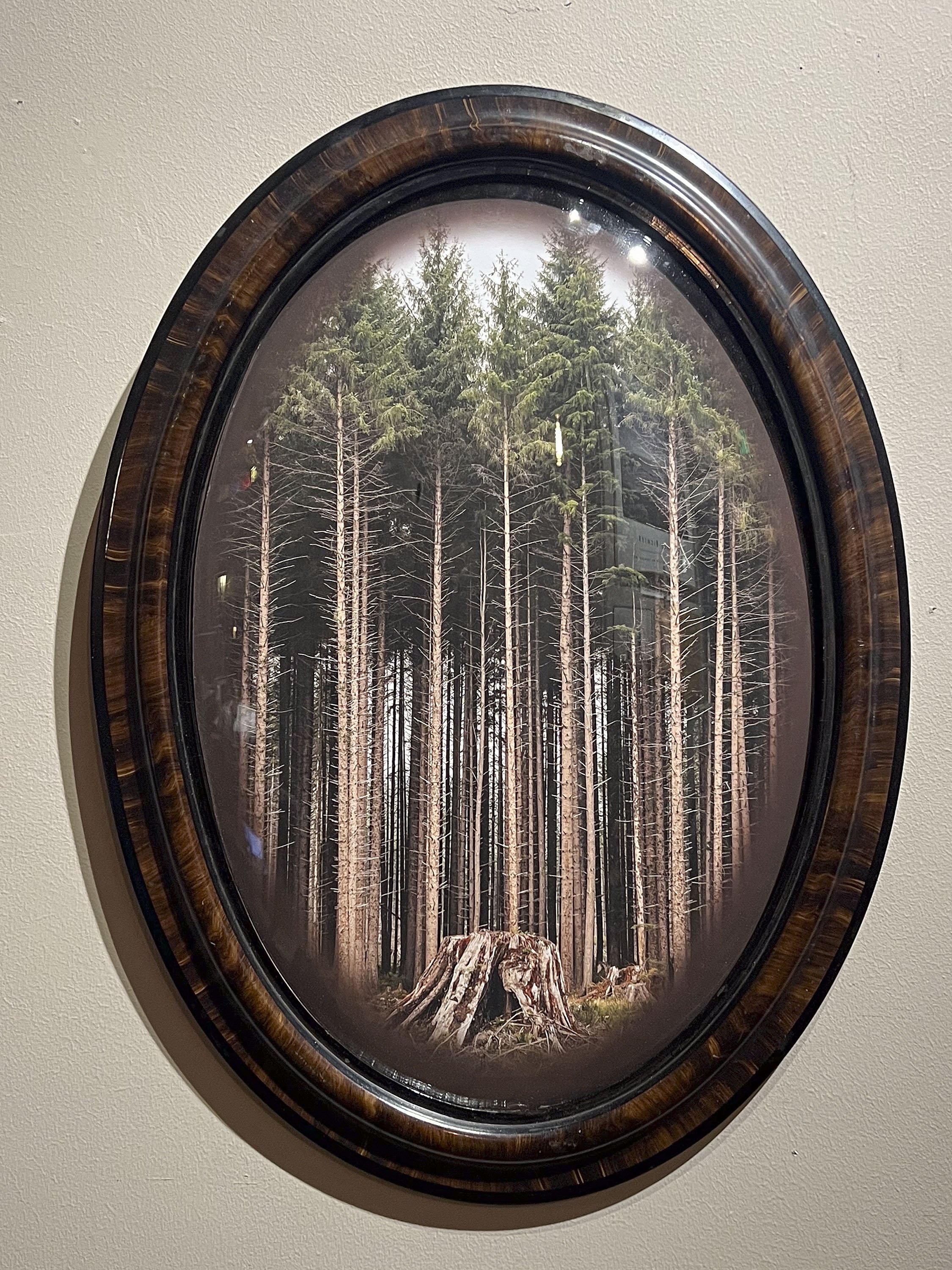 7_Tree_farm_Vancouver_Island_BC.jpg