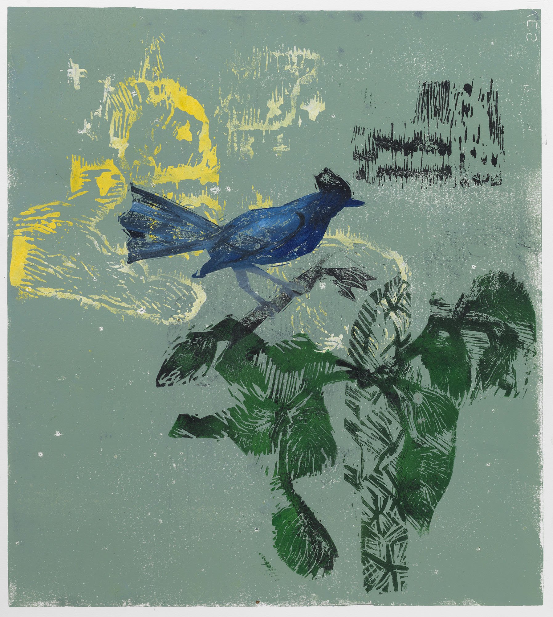Song of the Stellar Jay, 2014