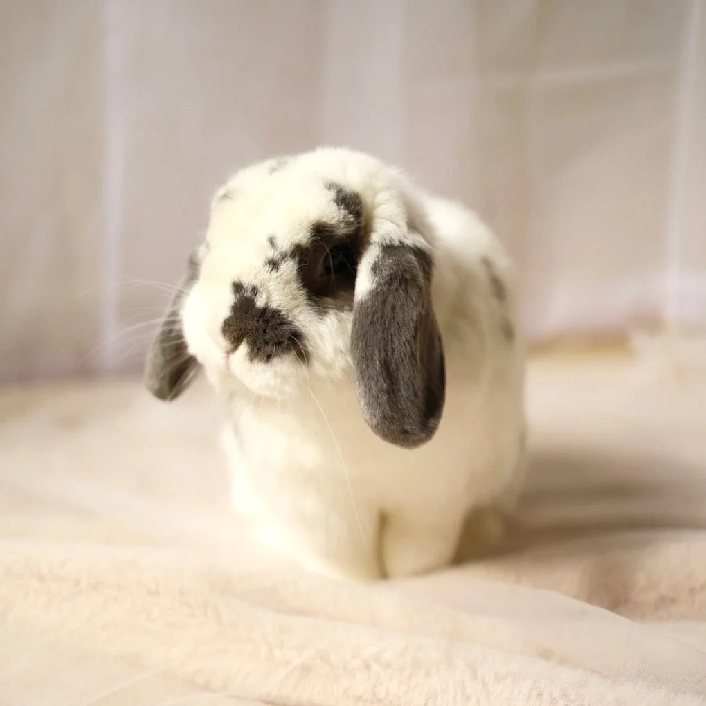 A cute white rabbit with gray spots and long gray ears.