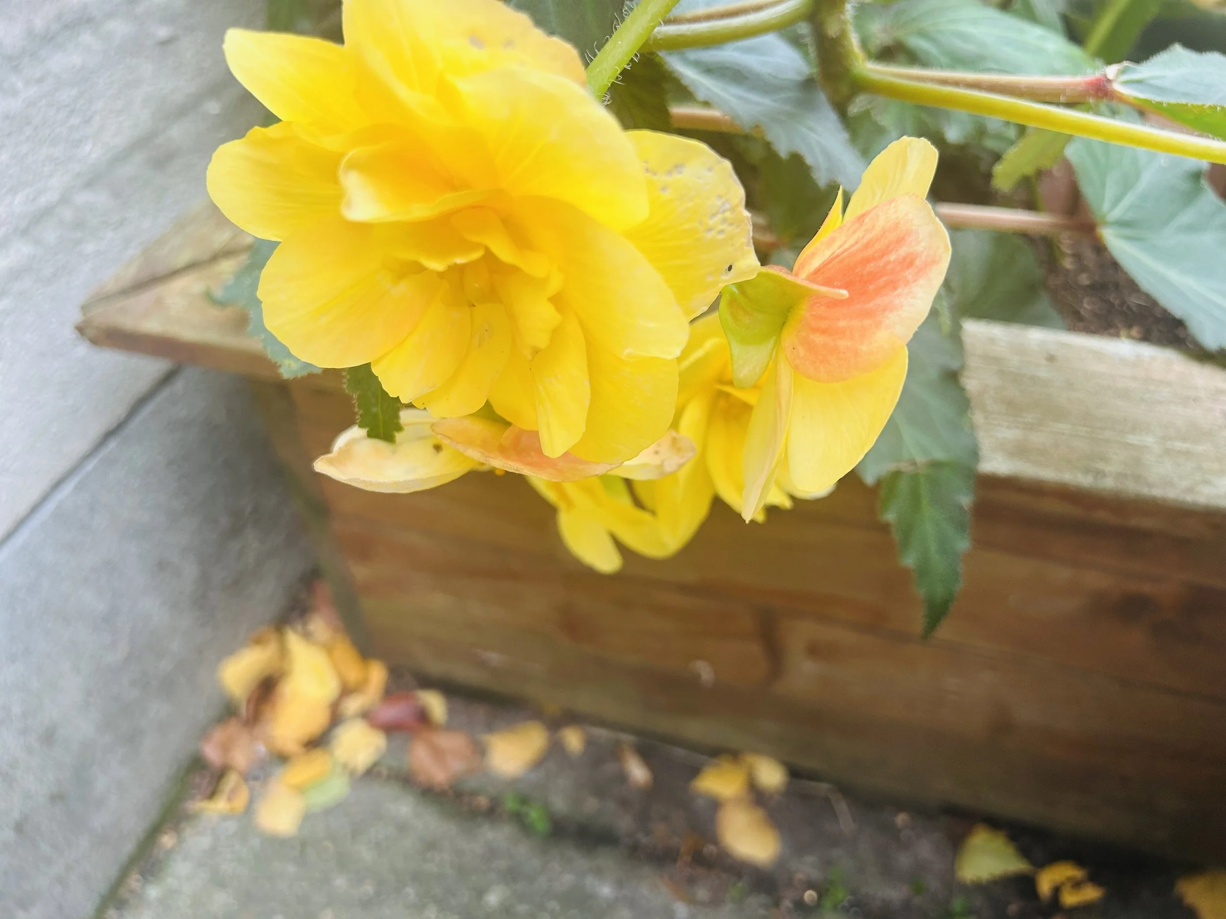 IMG_6882.jpeg