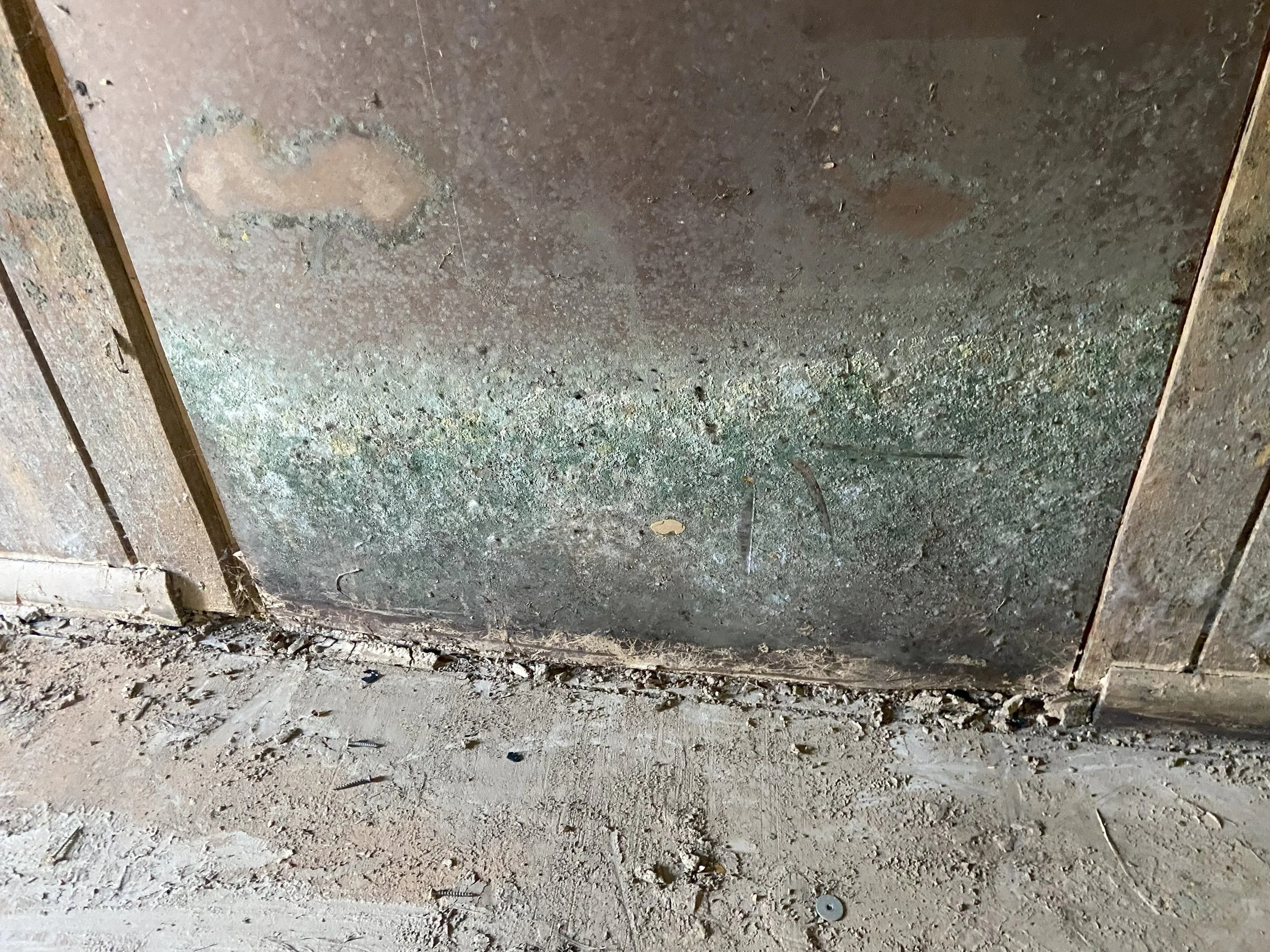 moldy wall 3.jpg