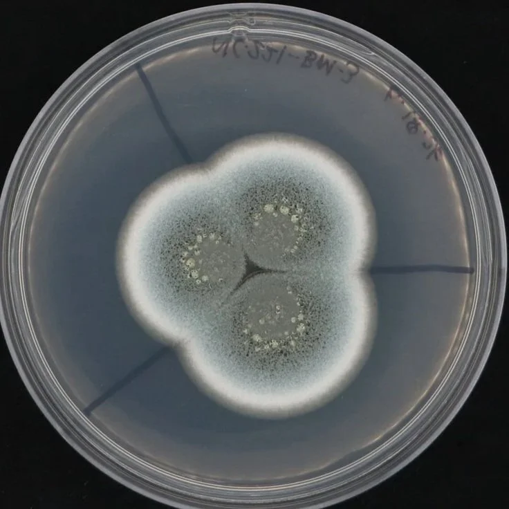 Hurricane Helene fungal isolates