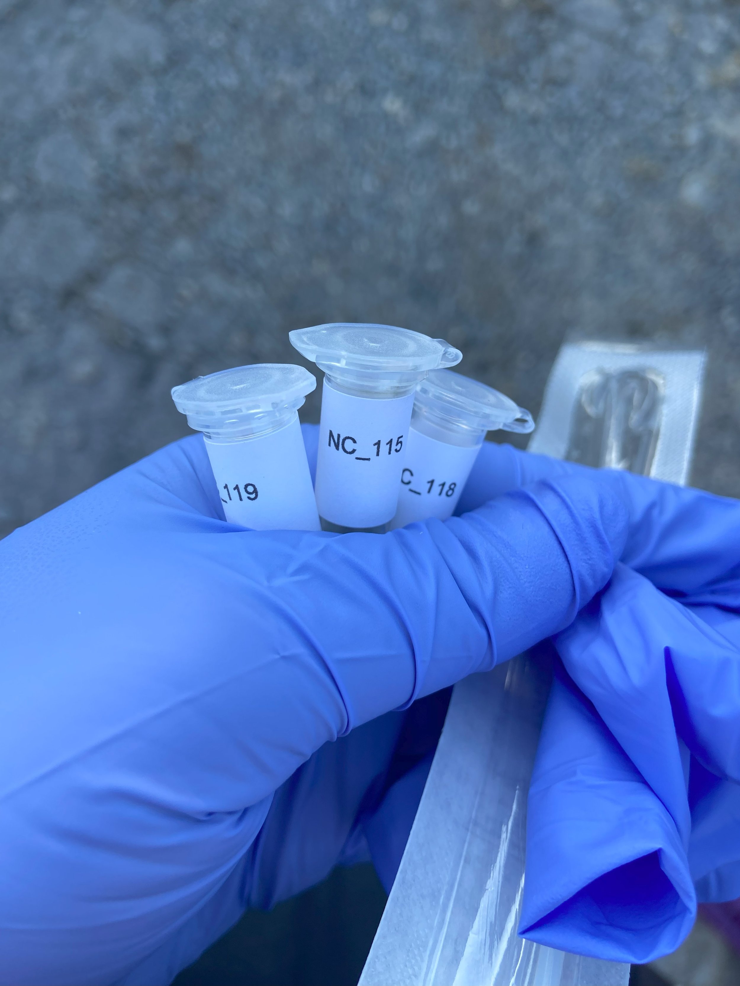 Fungal isolate collections