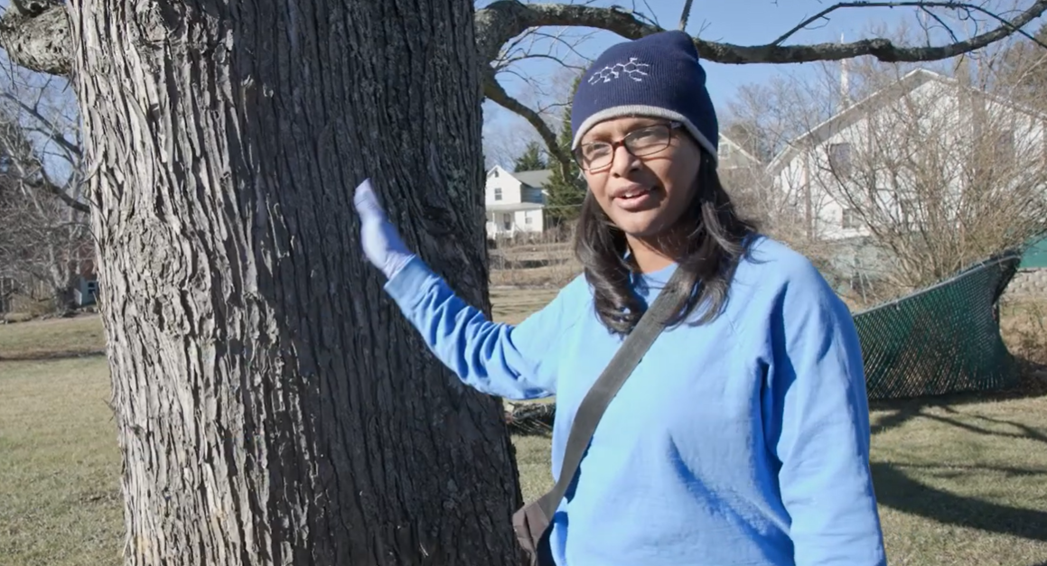 Erica_tree_screenshot.png