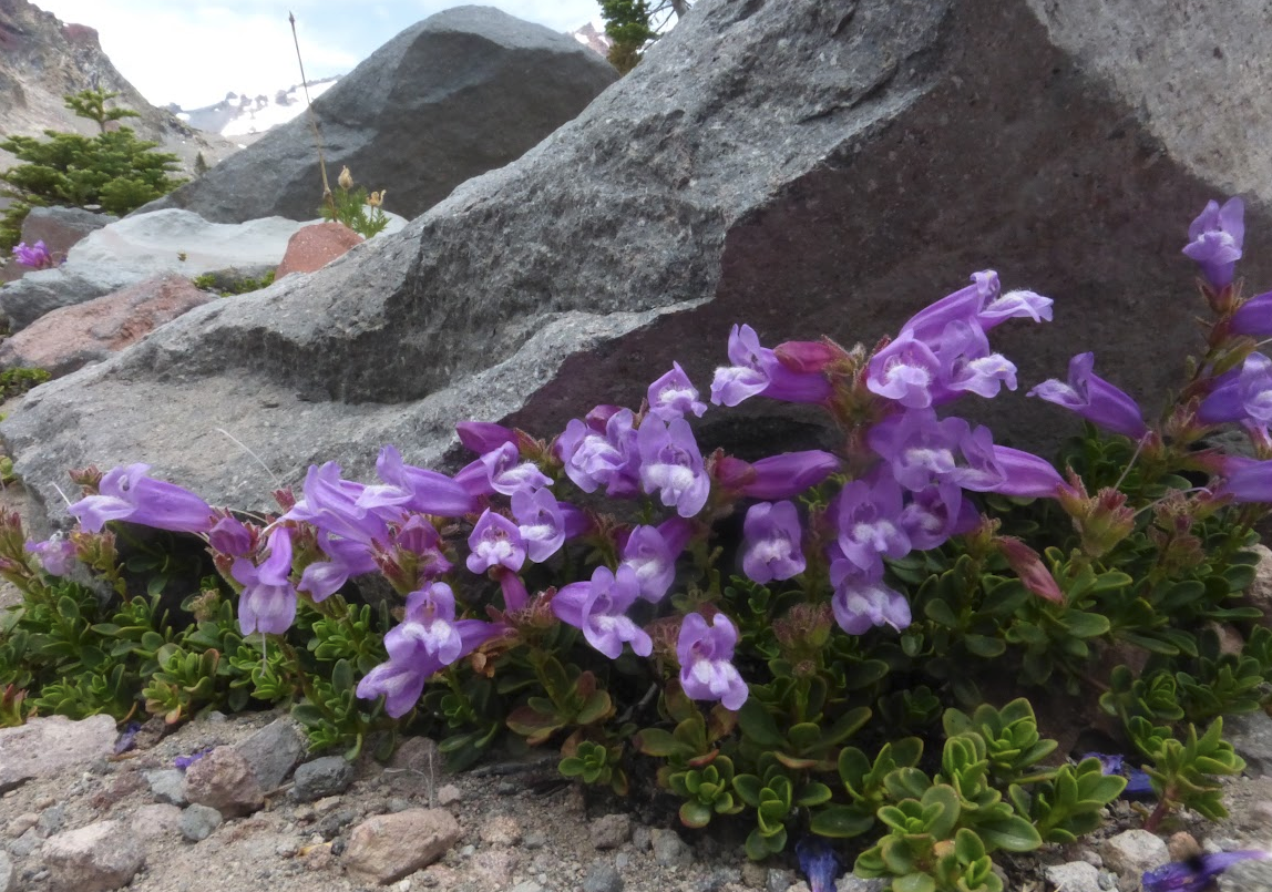 penstemon